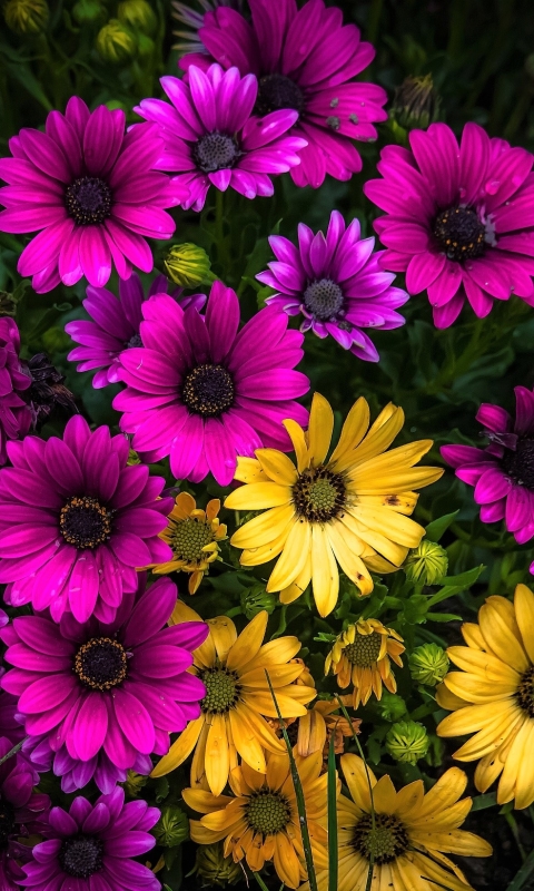  African Daisy HQ Background Images