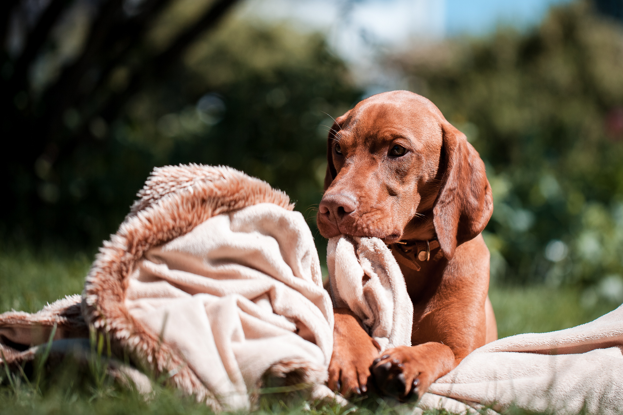 Handy-Wallpaper Hunde, Hund, Tiere kostenlos herunterladen.