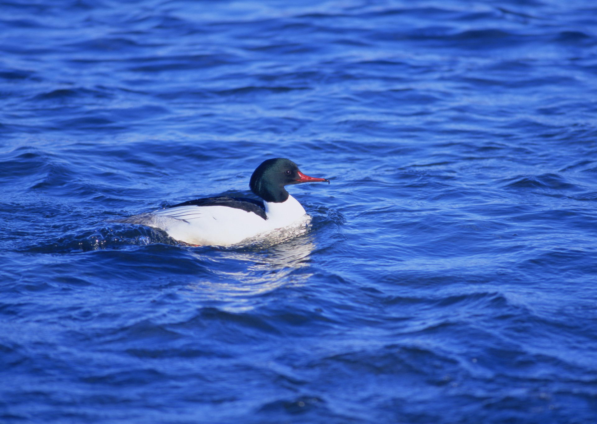 Free download wallpaper Birds, Animal, Duck on your PC desktop