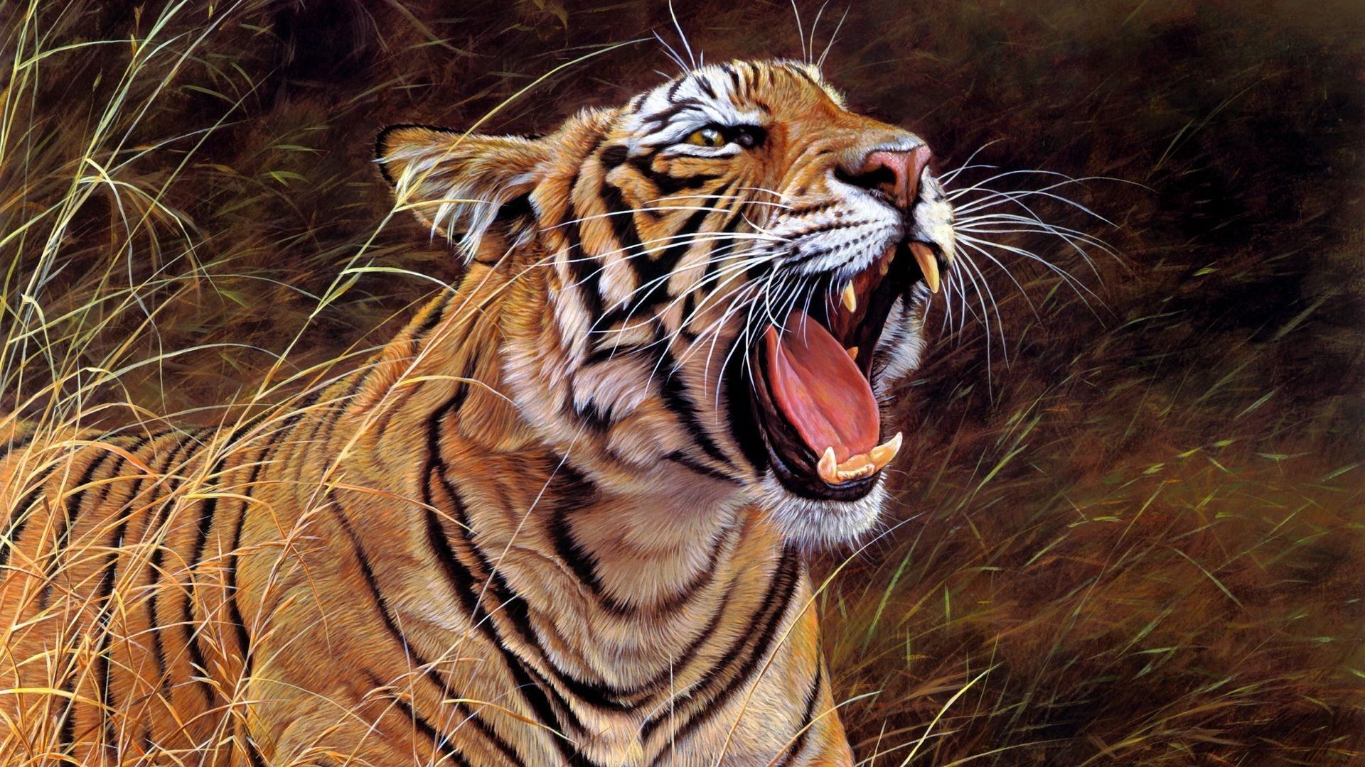 big cat, grin, animals, striped, tiger, anger