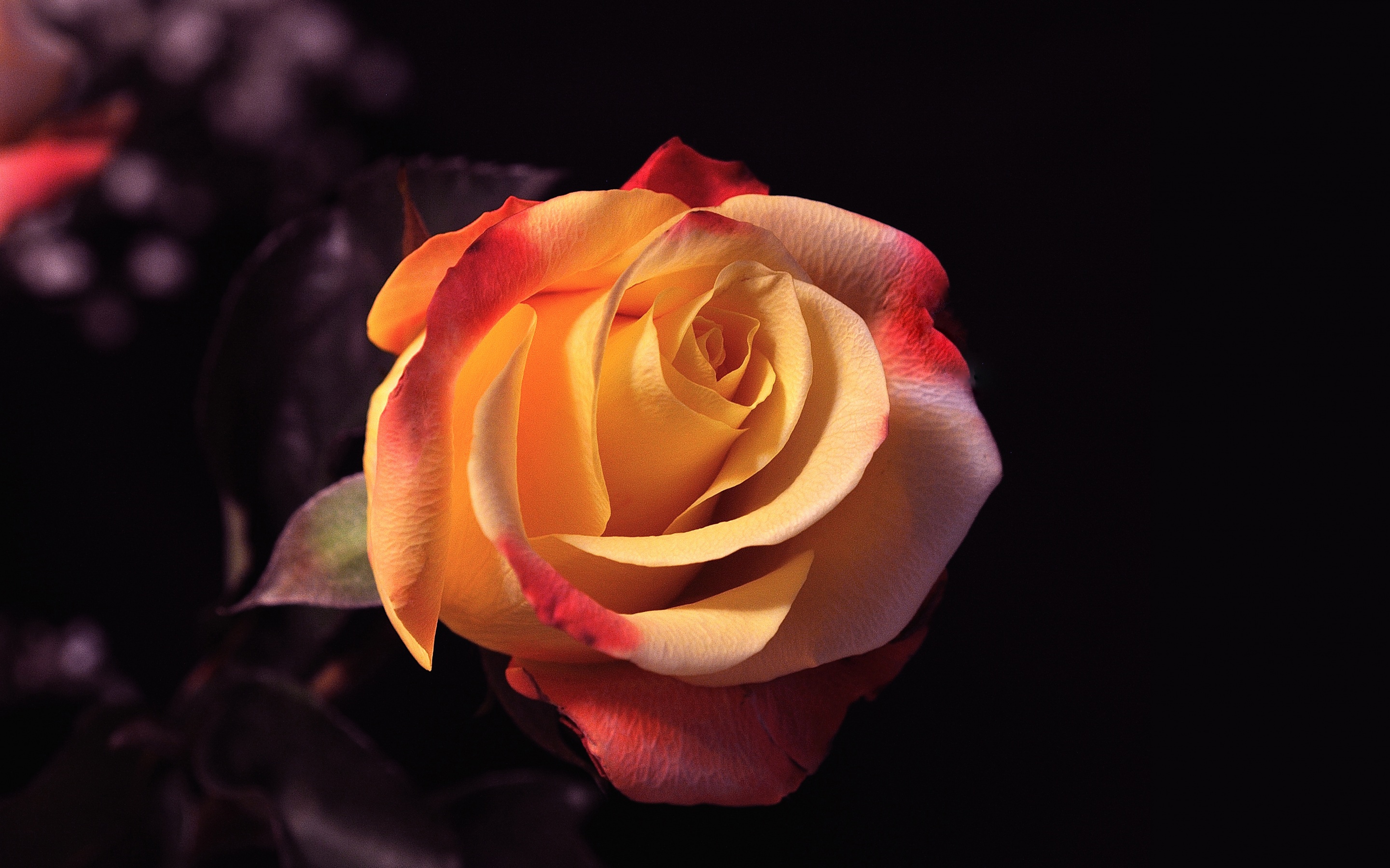 Téléchargez gratuitement l'image Fleurs, Rose, Fleur, La Nature, Terre/nature, Fleur Rose sur le bureau de votre PC