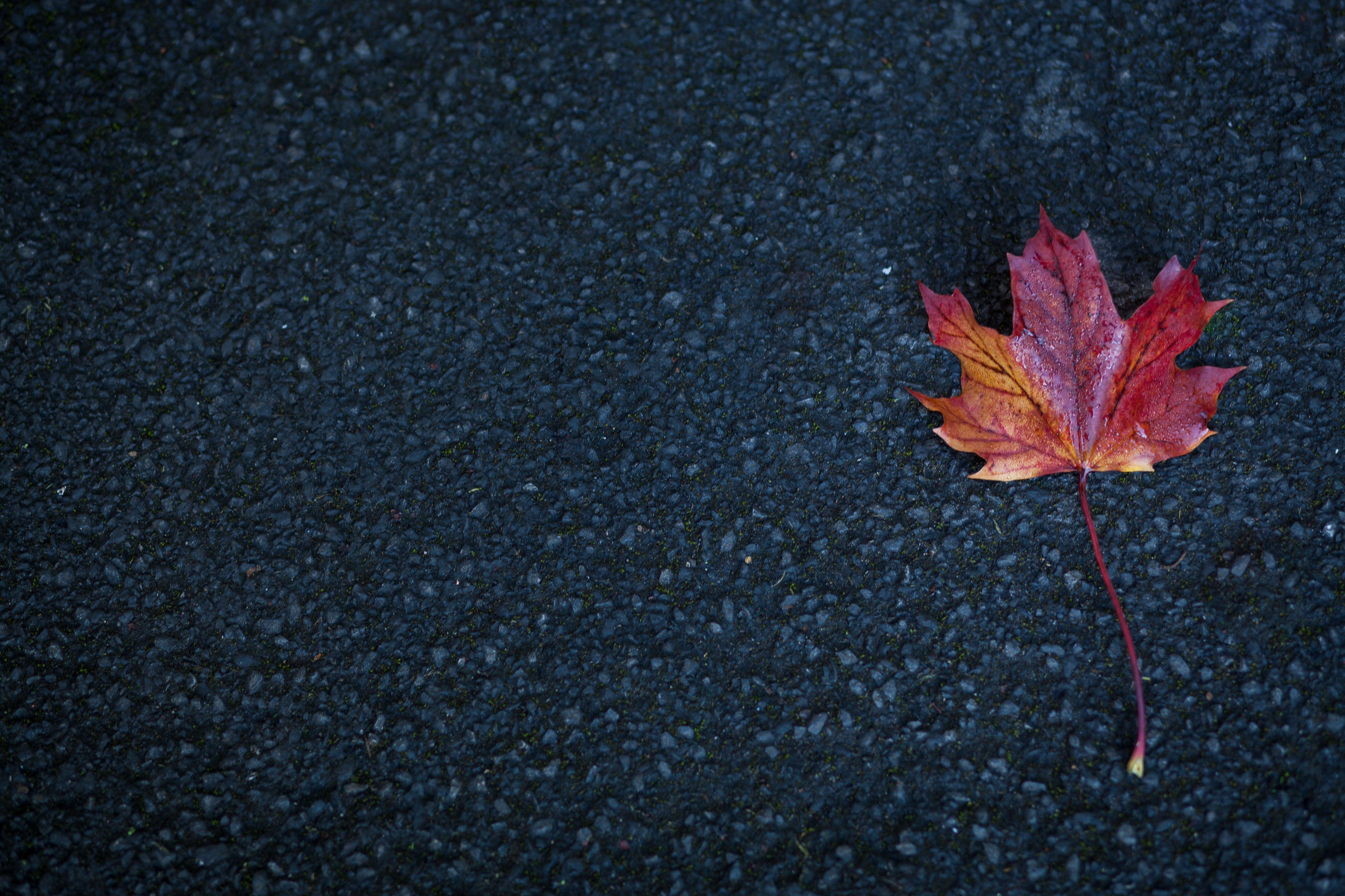 Download mobile wallpaper Nature, Sheet, Leaf, Maple, Autumn for free.