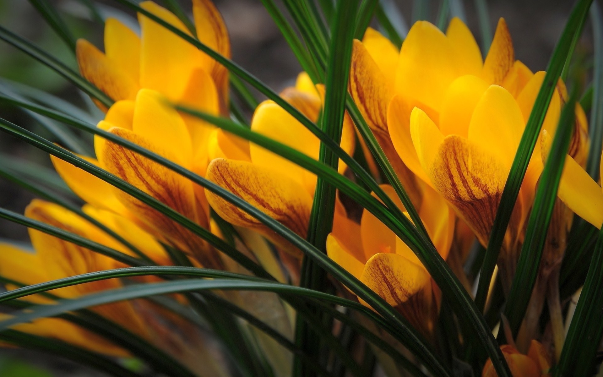 Download mobile wallpaper Crocus, Flowers, Earth for free.