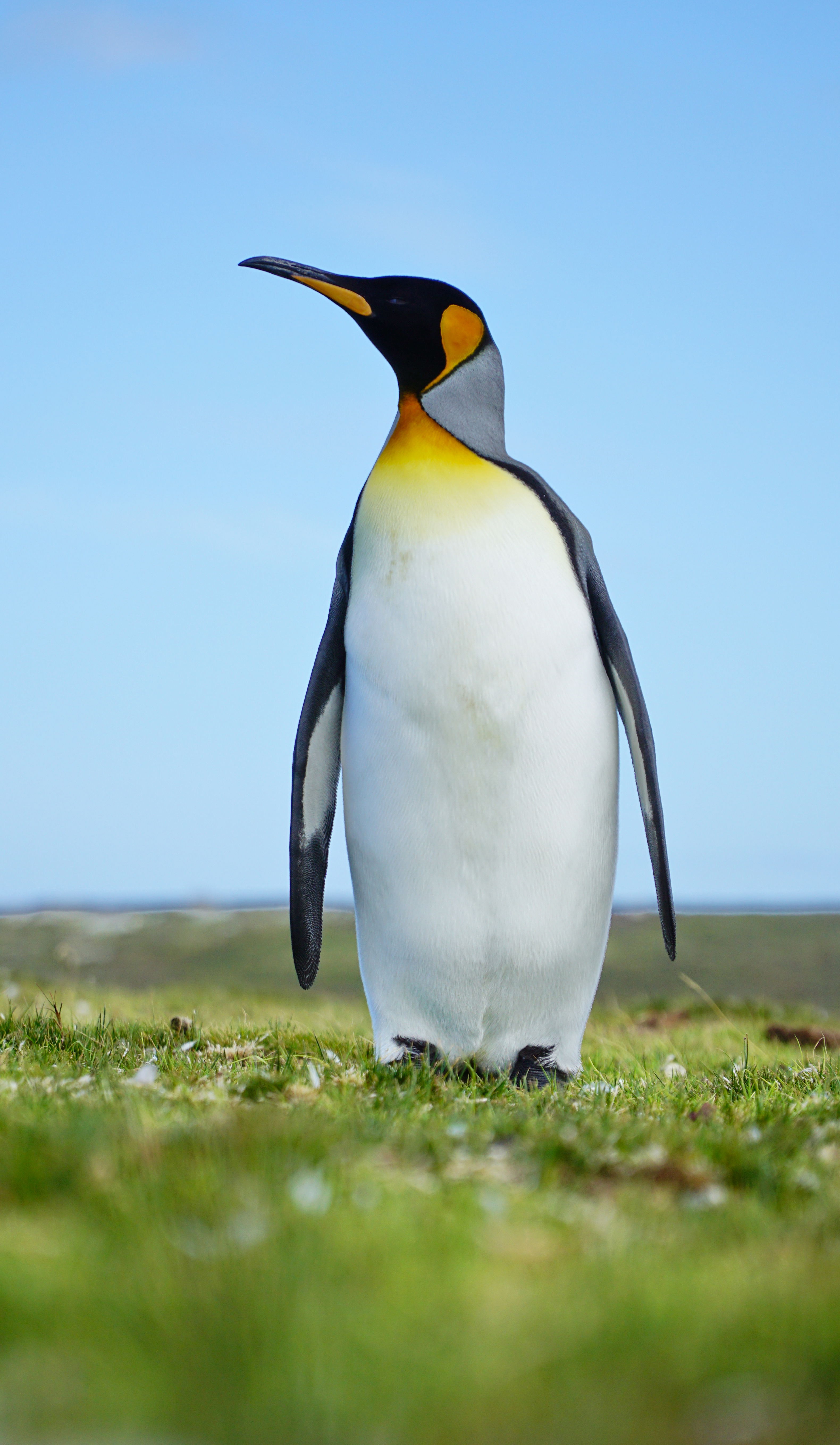 penguin, wildlife, animals, grass, bird cellphone