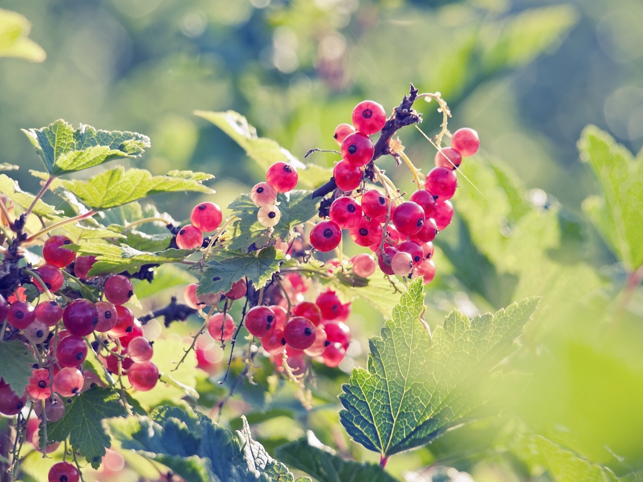 Download mobile wallpaper Currant, Plants for free.