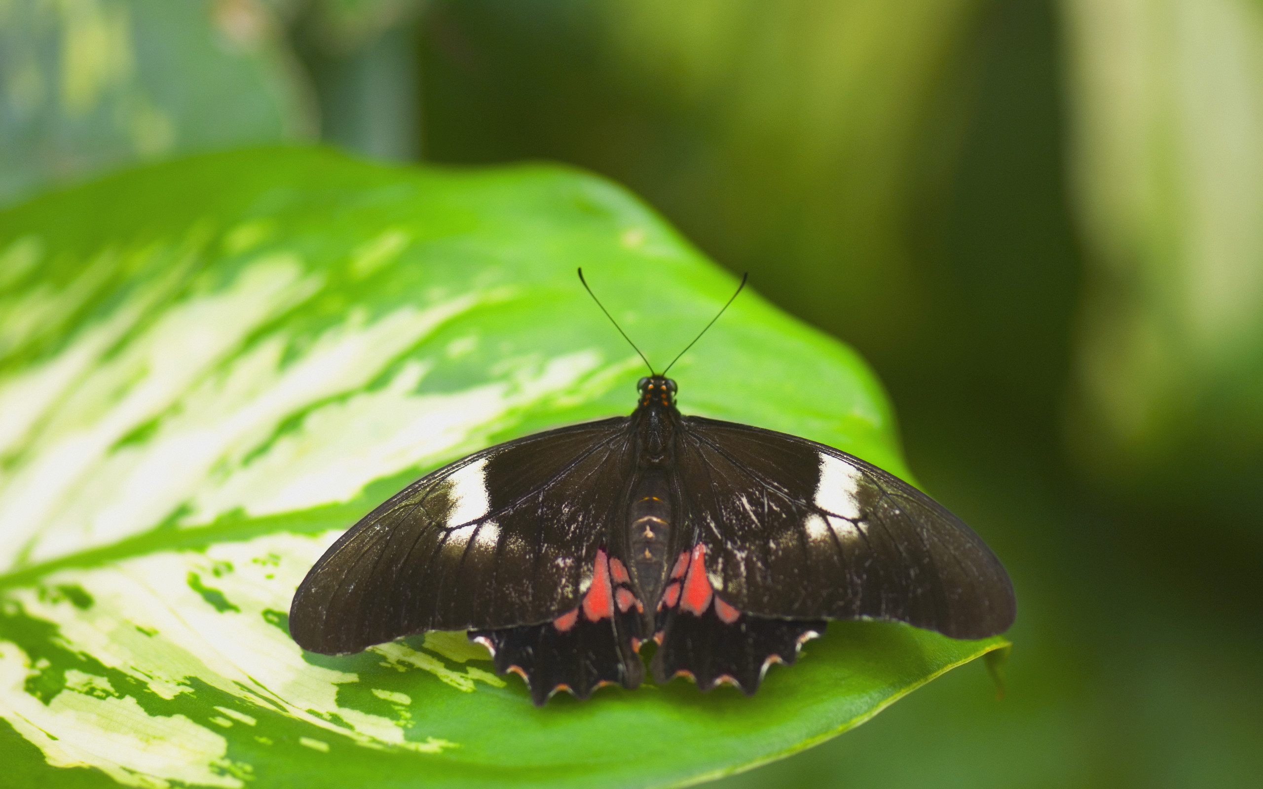 Download mobile wallpaper Butterfly, Animal for free.