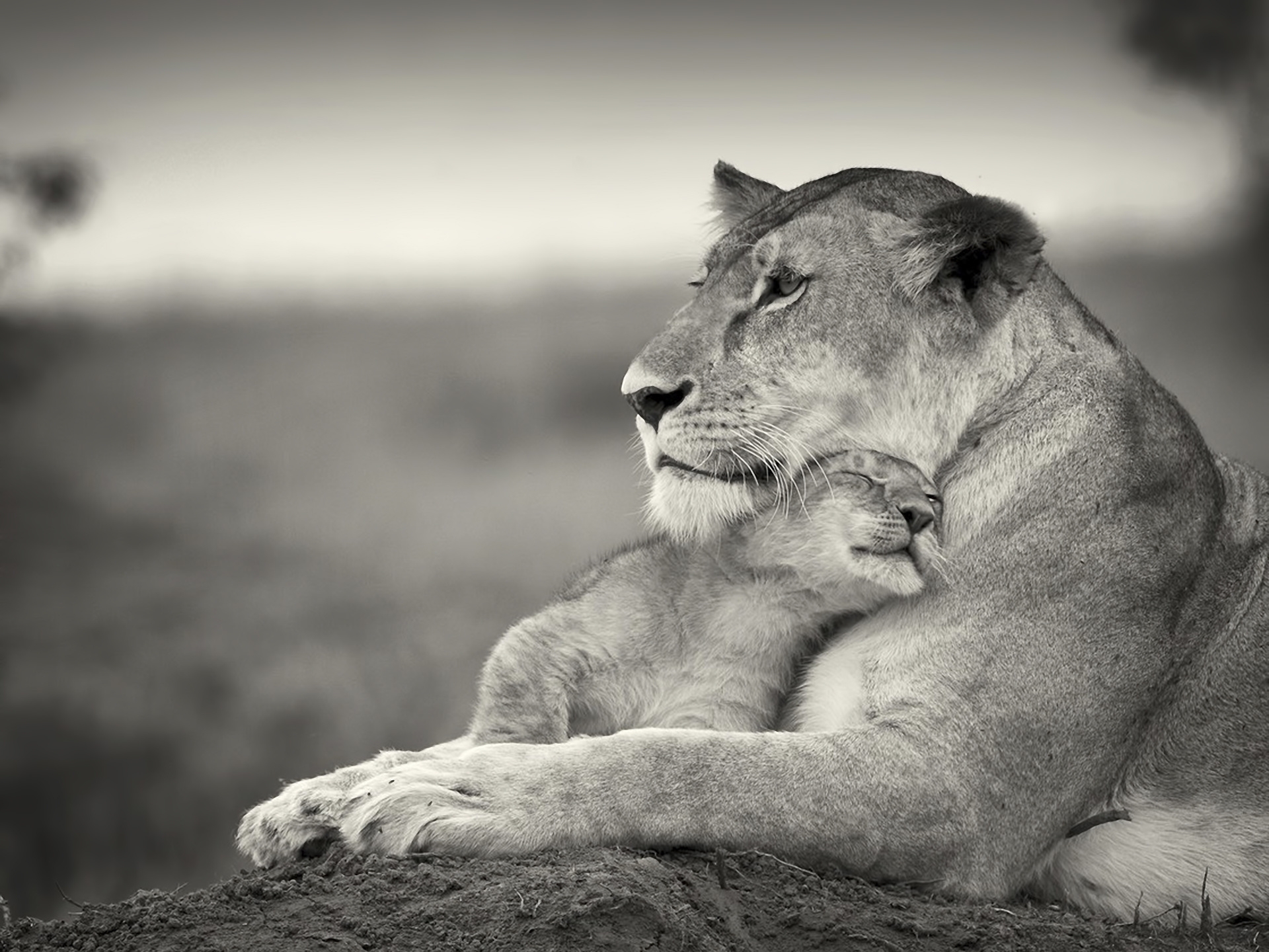 bw, animals, young, couple, pair, lion, chb, joey, wool