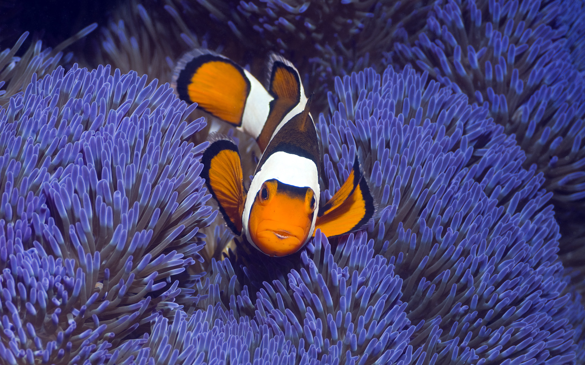 Download mobile wallpaper Clownfish, Fishes, Animal for free.