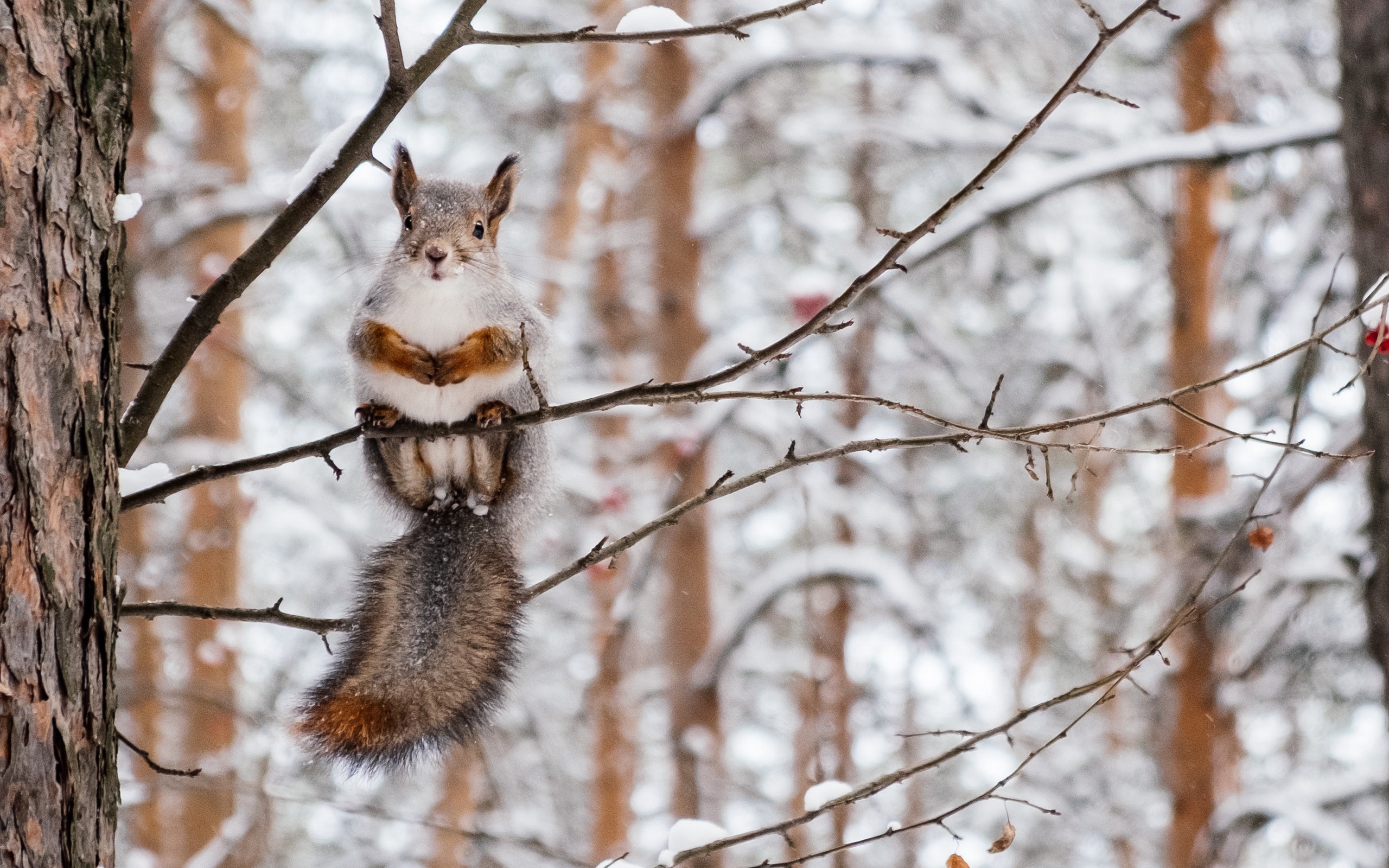 Laden Sie das Tiere, Winter, Eichhörnchen, Nagetier-Bild kostenlos auf Ihren PC-Desktop herunter