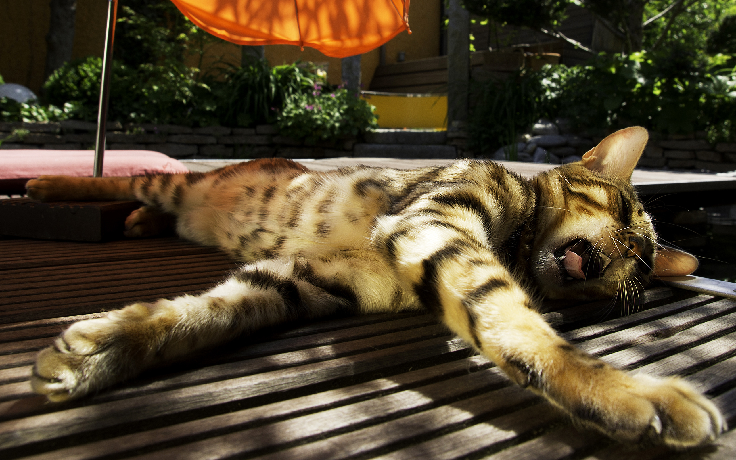 Baixe gratuitamente a imagem Animais, Gatos, Gato na área de trabalho do seu PC