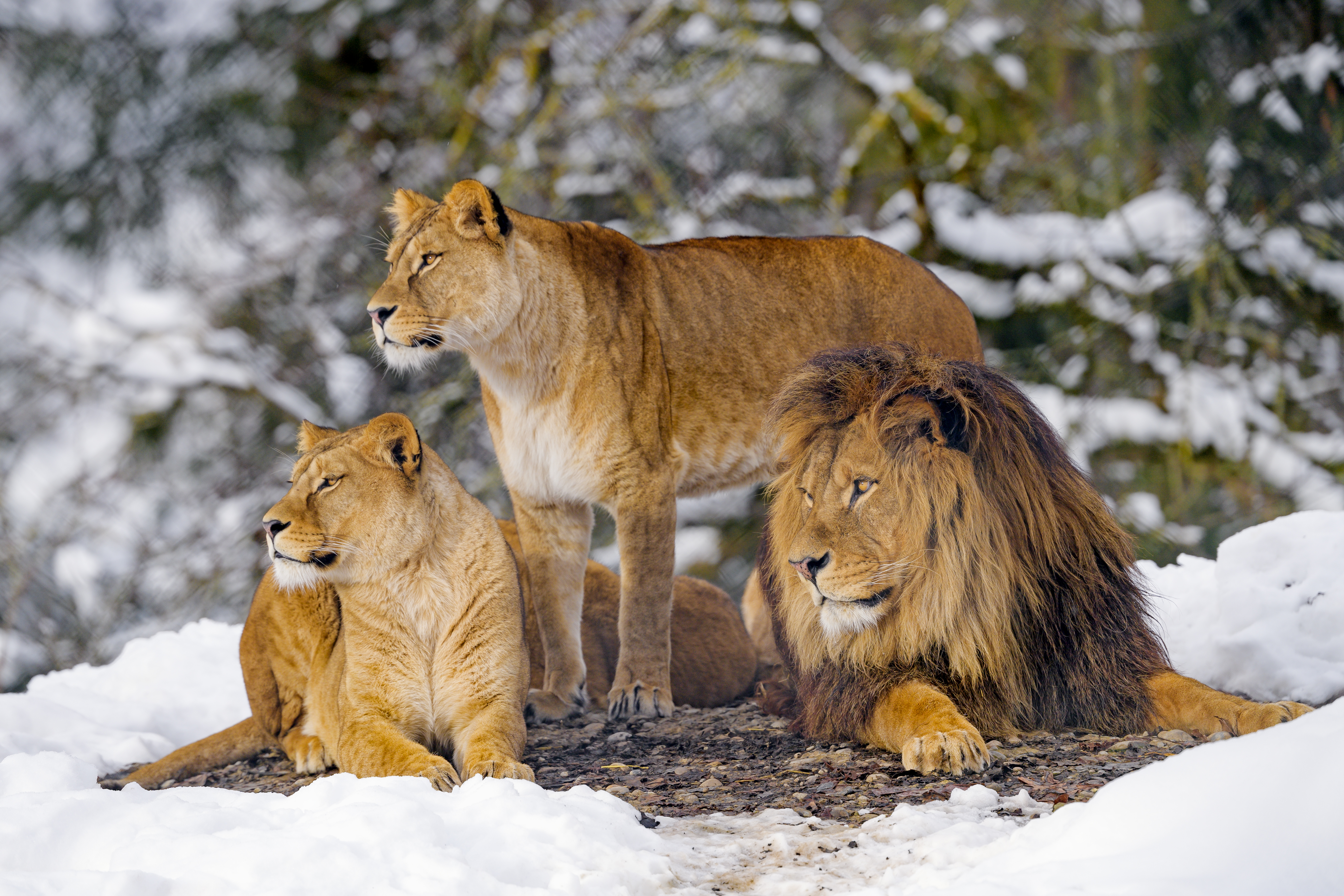 Download mobile wallpaper Animals, Wildlife, Predators, Lions for free.