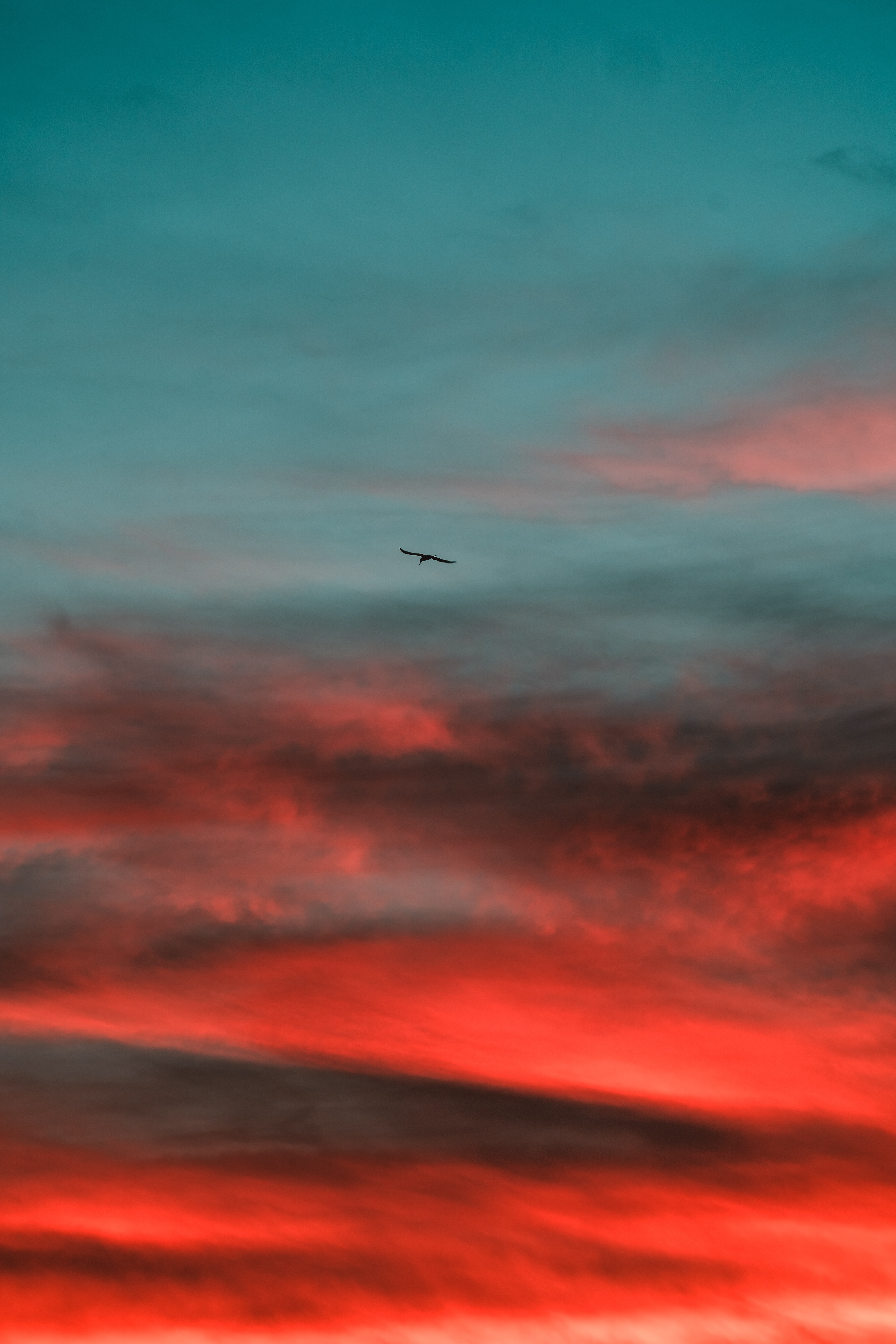 Free download wallpaper Nature, Sky, Wings, Bird, Sunset on your PC desktop
