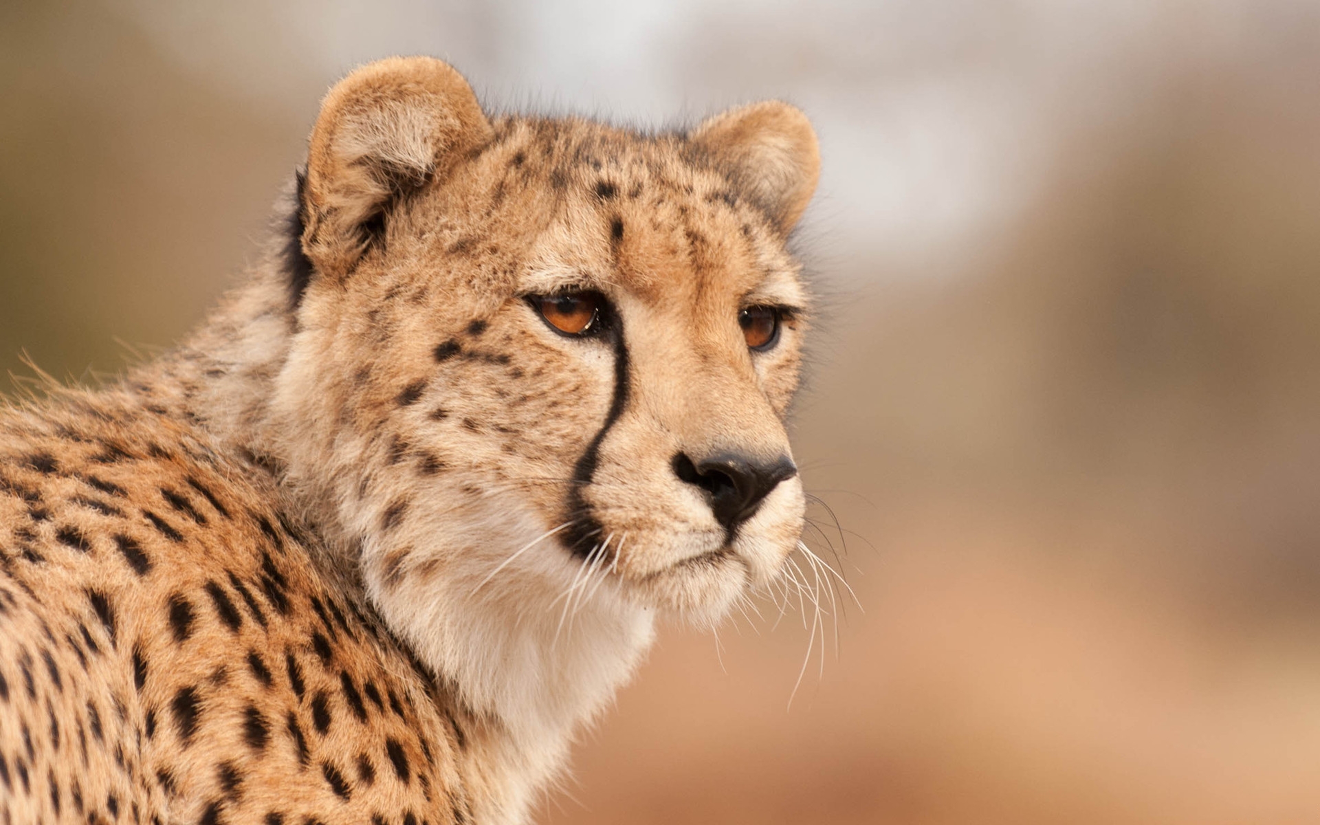 Handy-Wallpaper Gepard, Katzen, Tiere kostenlos herunterladen.