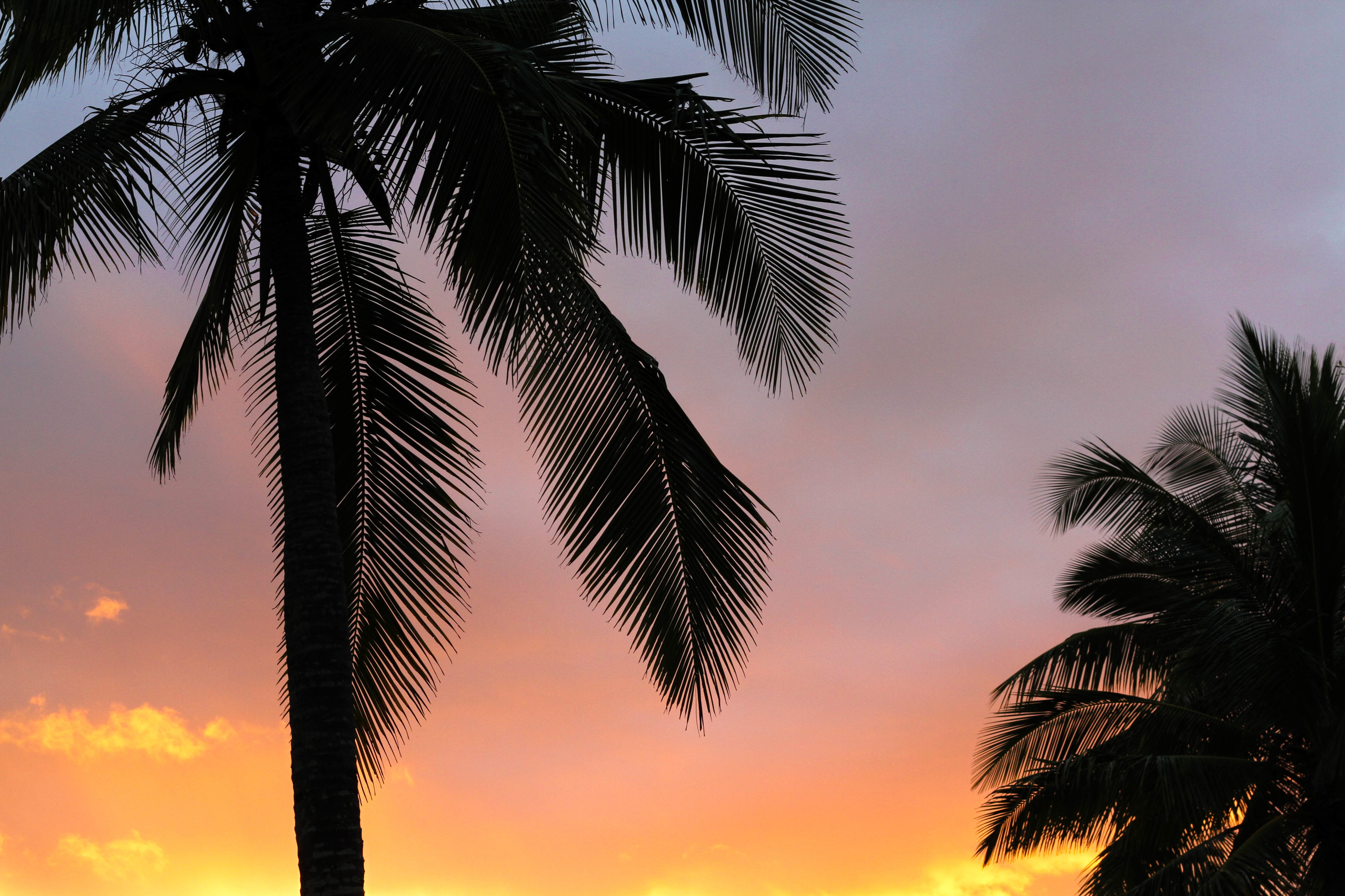 Free download wallpaper Palms, Branches, Nature, Sunset on your PC desktop