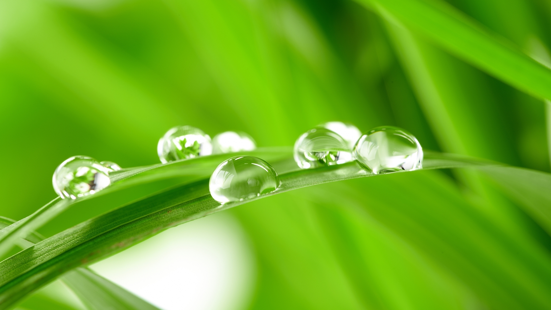 grass, drops, green, plants, background
