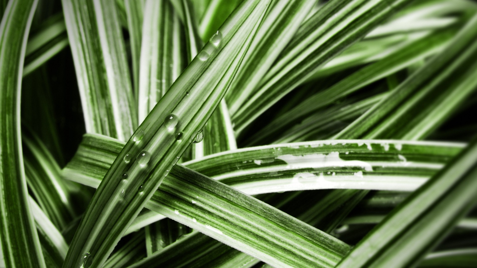 Laden Sie das Nahansicht, Gras, Wassertropfen, Erde/natur-Bild kostenlos auf Ihren PC-Desktop herunter