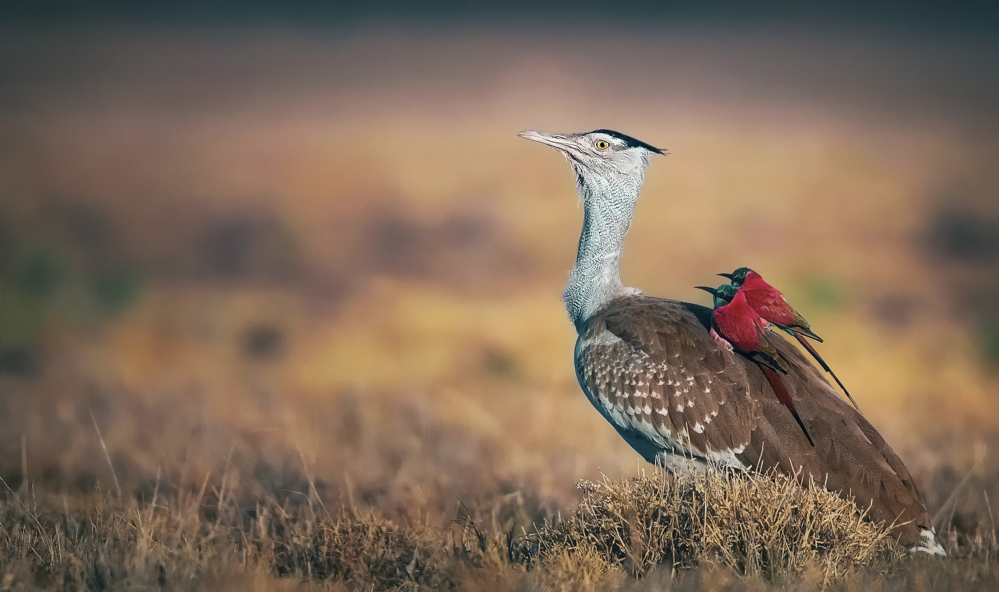 PCデスクトップに鳥, 動物画像を無料でダウンロード