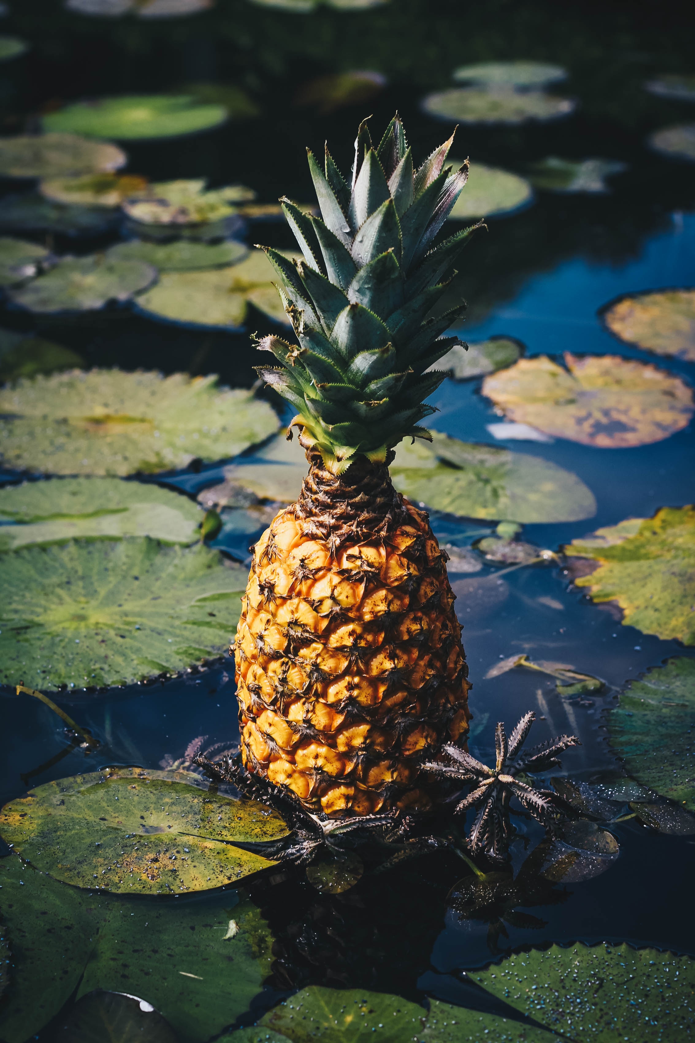98270 Hintergrundbild herunterladen swamp, ananas, verschiedenes, sonstige, die frucht, frucht, eine ananas, exotische frucht, exotische früchte - Bildschirmschoner und Bilder kostenlos