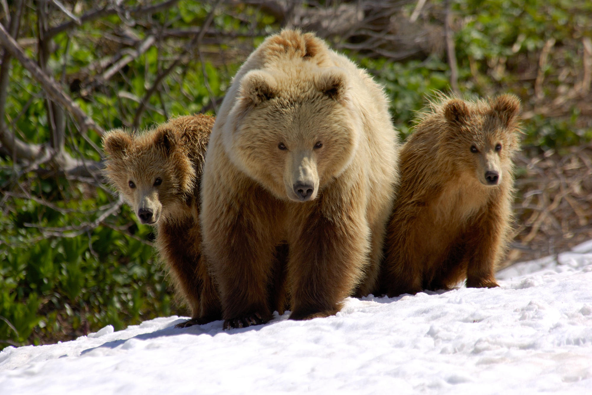Handy-Wallpaper Bären, Bär, Russland, Tiere kostenlos herunterladen.