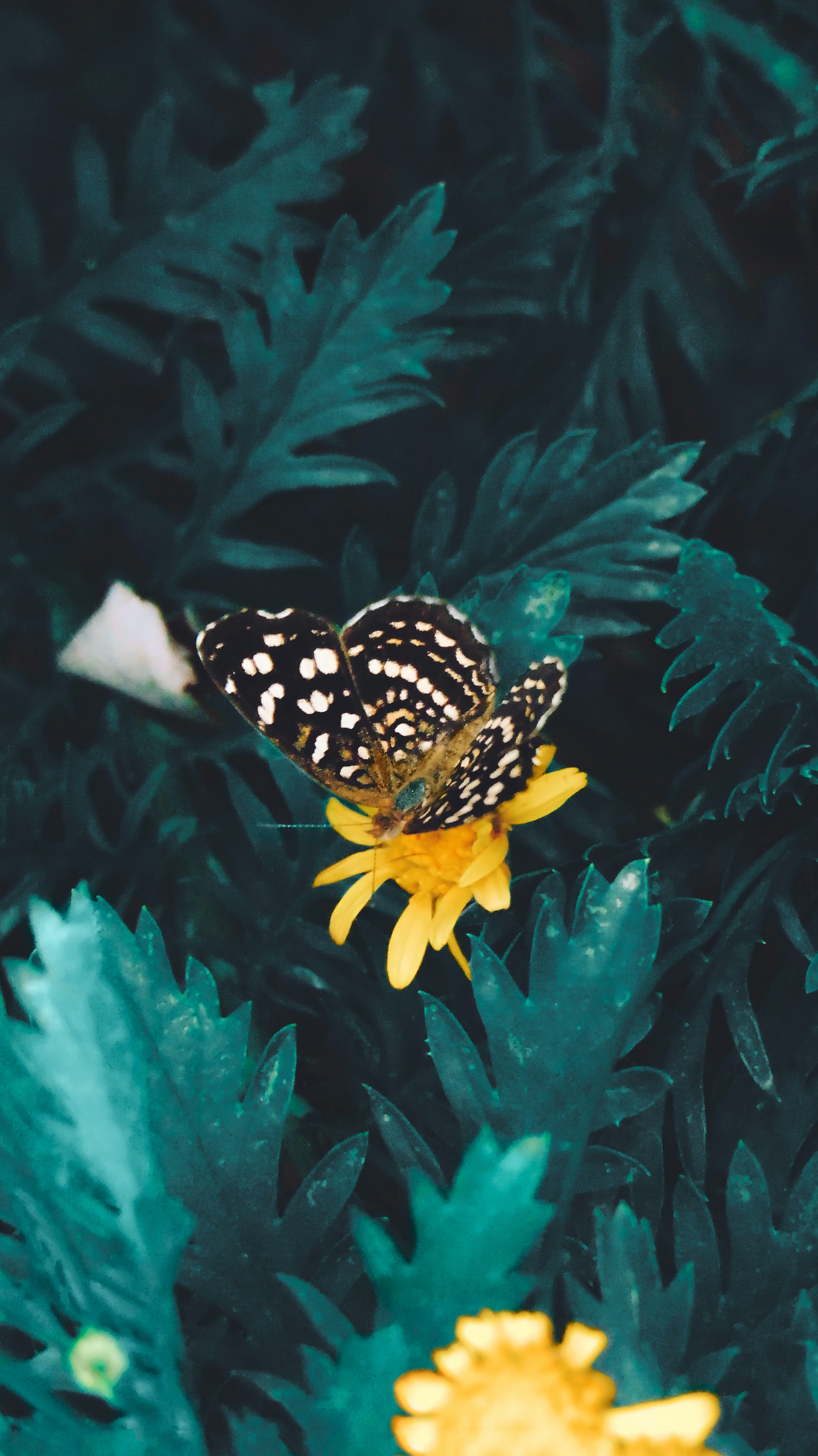 無料モバイル壁紙動物, バタフライ, 花, 黄色, 蝶をダウンロードします。
