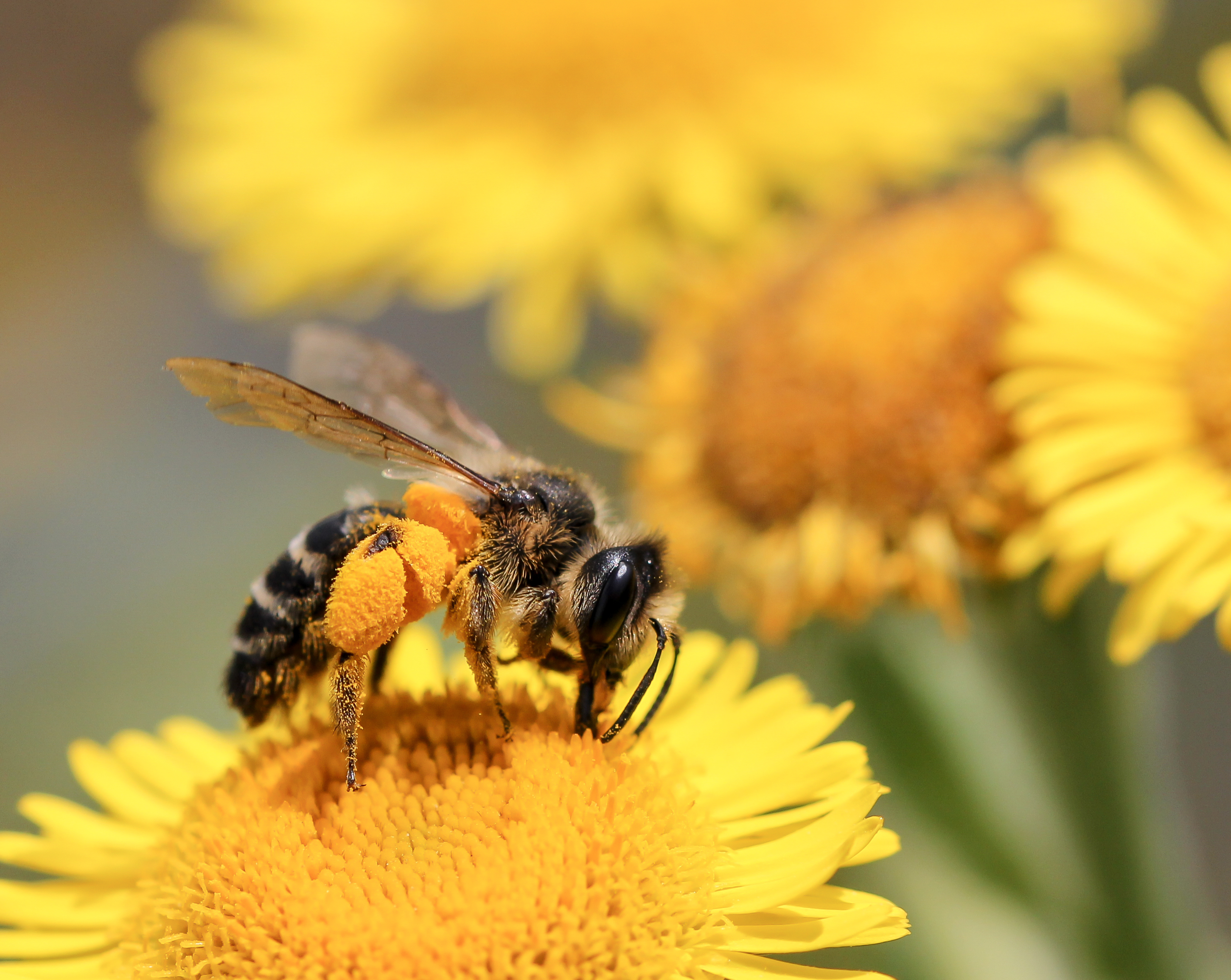 PCデスクトップに動物, 昆虫, 花, 大きい, 蜂, ぼかし, 黄色い花, 虫画像を無料でダウンロード