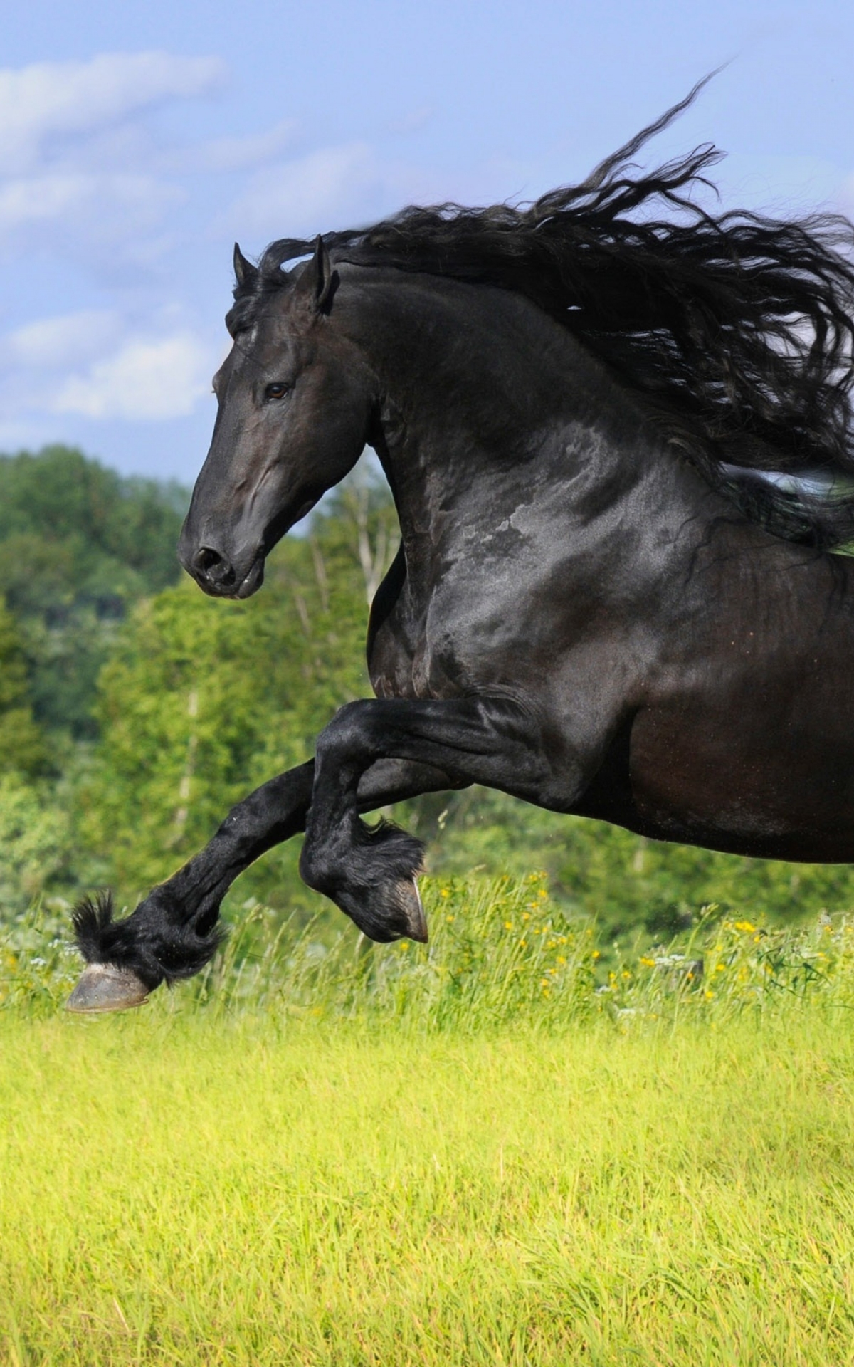 1305548 скачать обои животные, фризская лошадь, бег, лошадь - заставки и картинки бесплатно