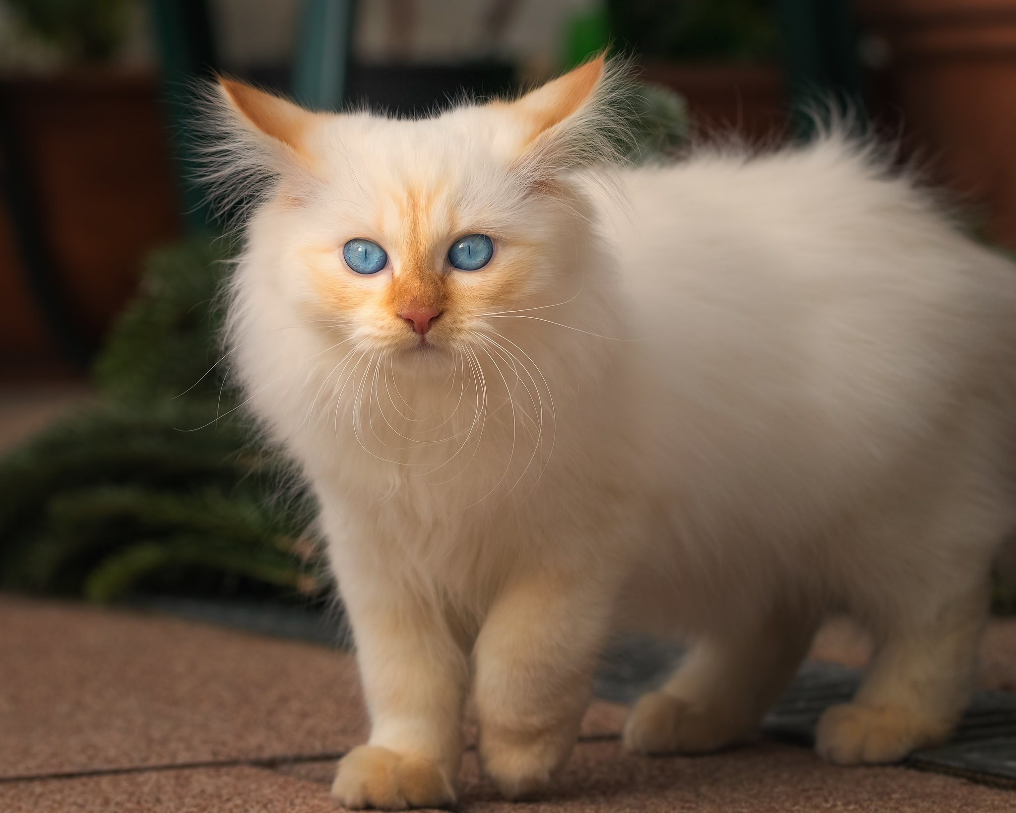 animal, cat, blue eyes, persian cat, cats