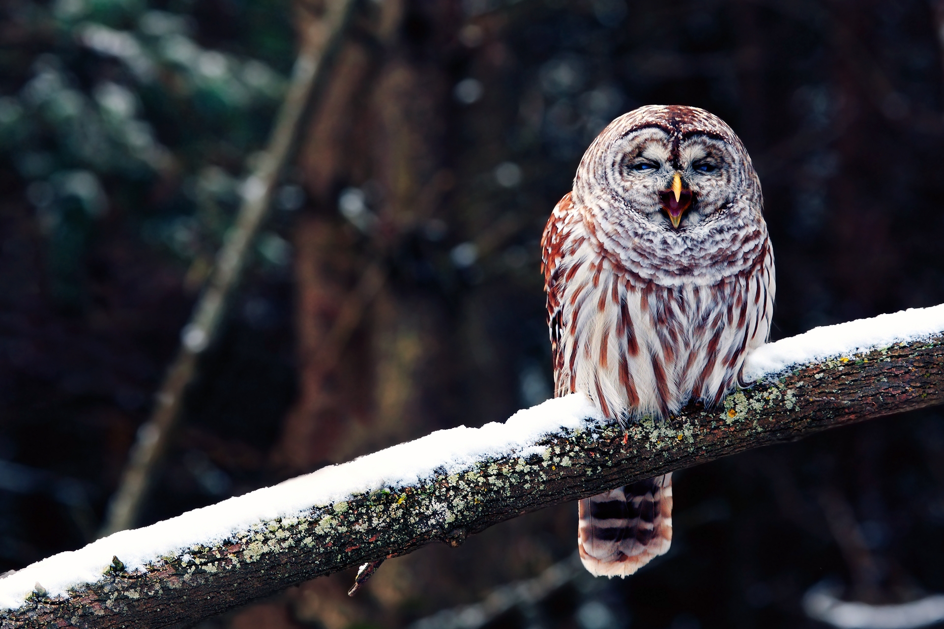 Download mobile wallpaper Sit, Animals, Snow, Predator, Branch, Bird, Owl for free.