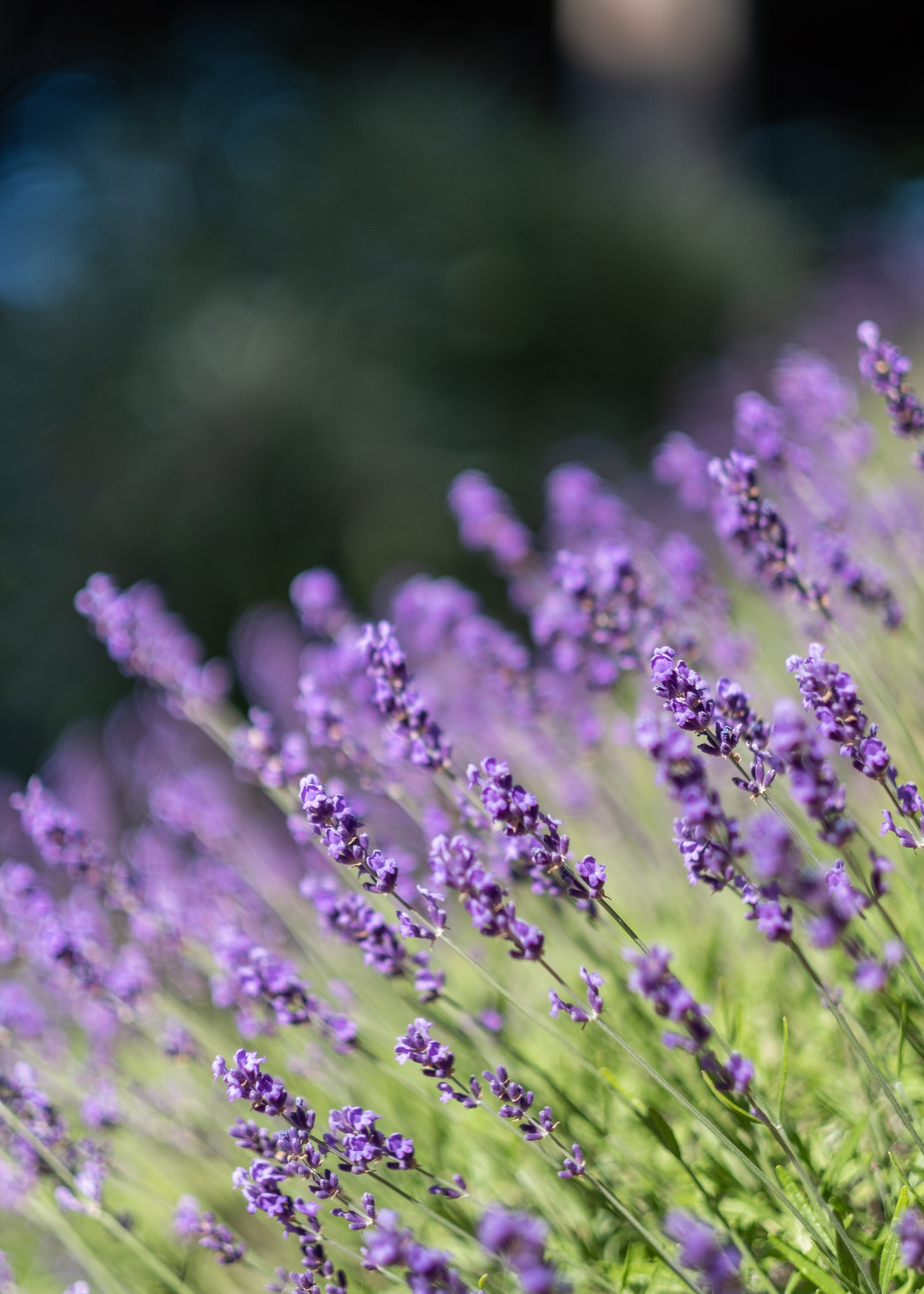 Download background lavender, flowers, grass, violet, purple, wildflowers