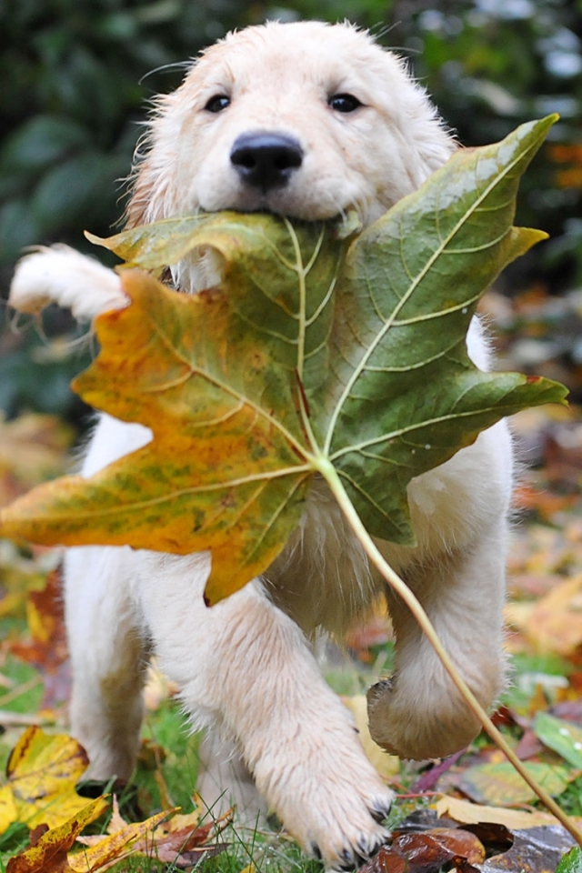 Descarga gratuita de fondo de pantalla para móvil de Animales, Perros, Perro Perdiguero De Oro.