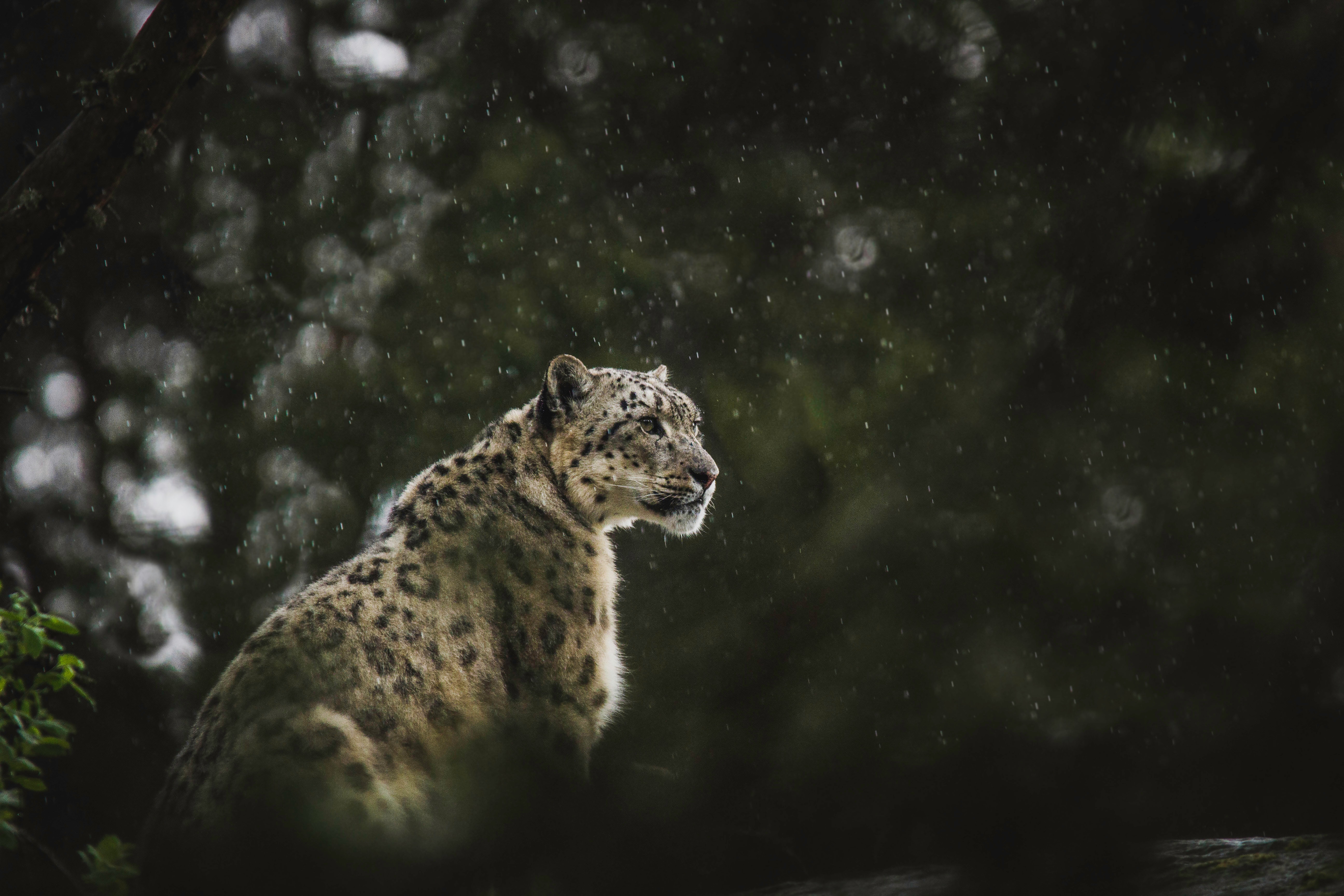 60841 Hintergrundbild herunterladen schneeleopard, tiere, regen, leopard, raubtier, predator, große katze, big cat, wilde natur, wildlife - Bildschirmschoner und Bilder kostenlos