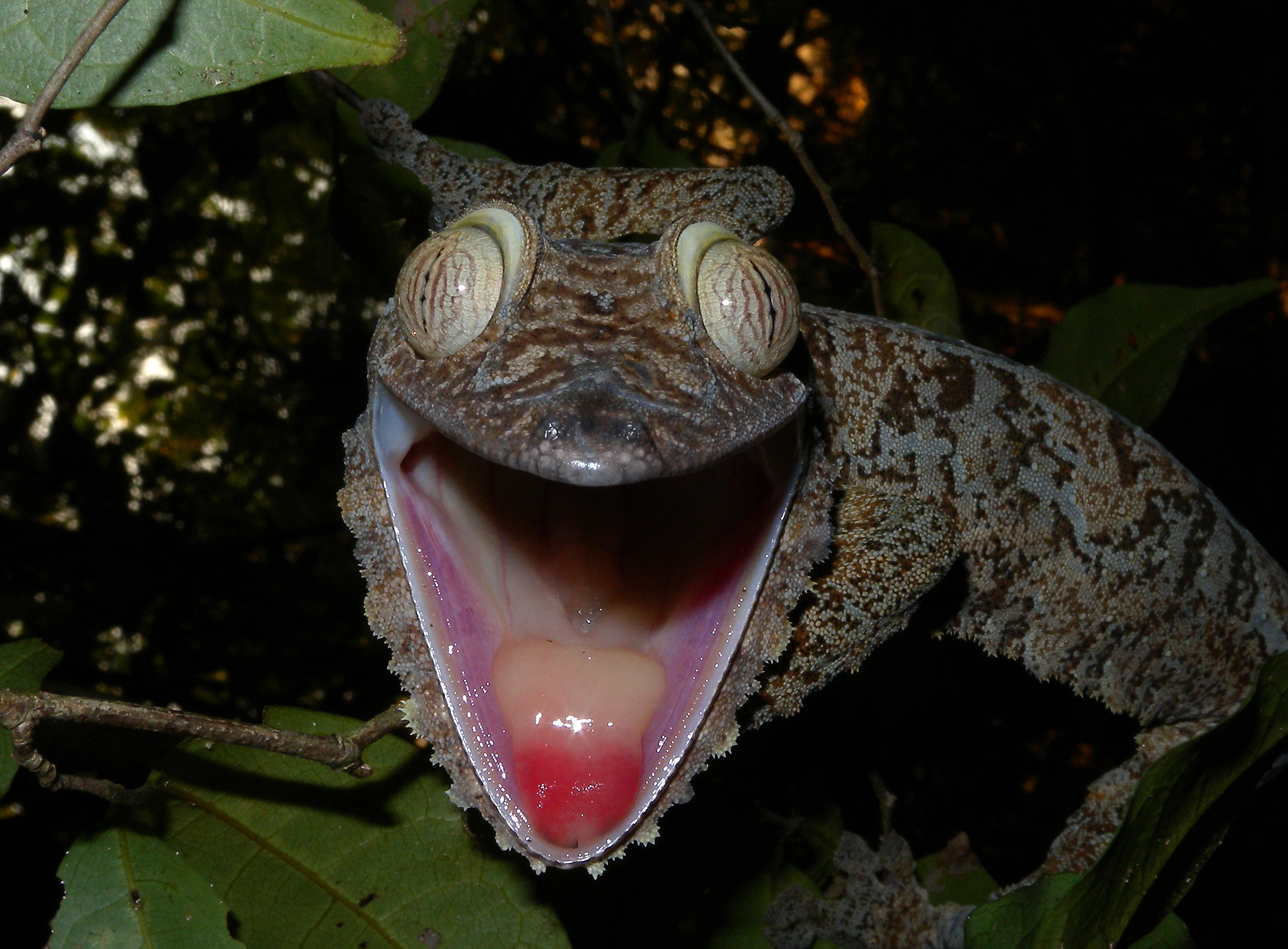 Free download wallpaper Gecko, Reptiles, Animal on your PC desktop