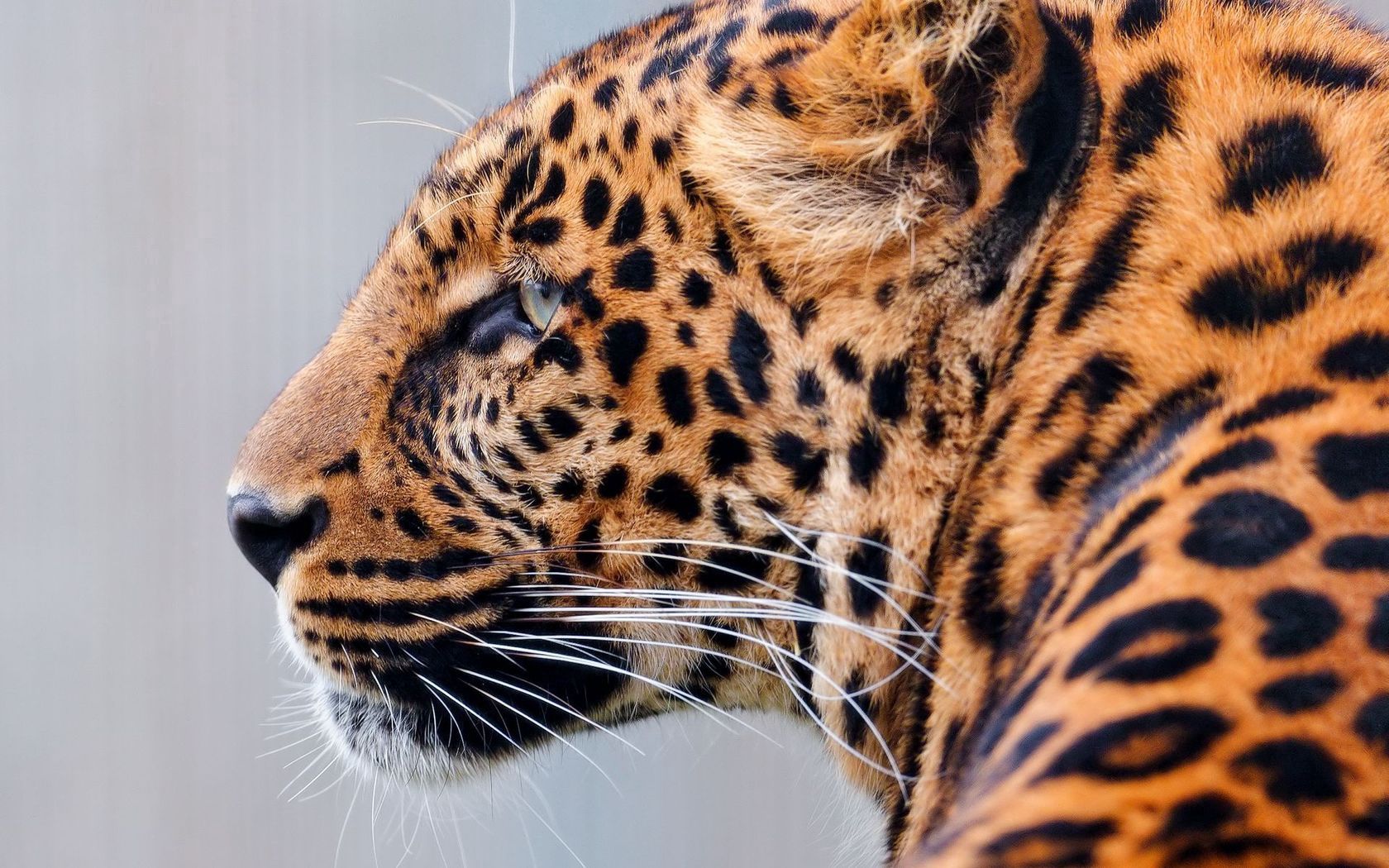 Baixar papel de parede para celular de Animais, Leopardo, Focinho, Visto, Manchado, Predador, Gato Grande, Predator gratuito.