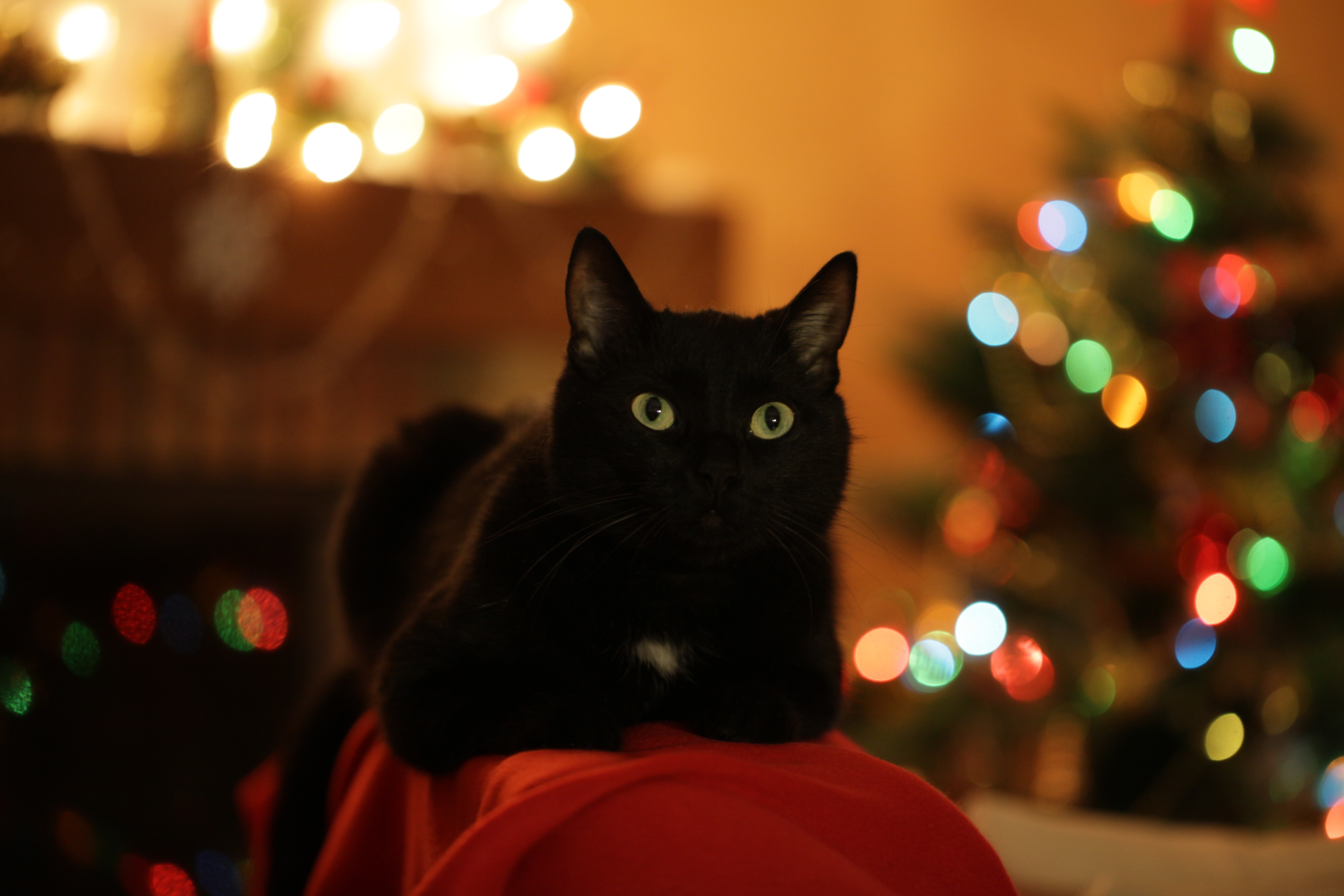 Descarga gratis la imagen Animales, Gatos, Gato, Luces De Navidad en el escritorio de tu PC