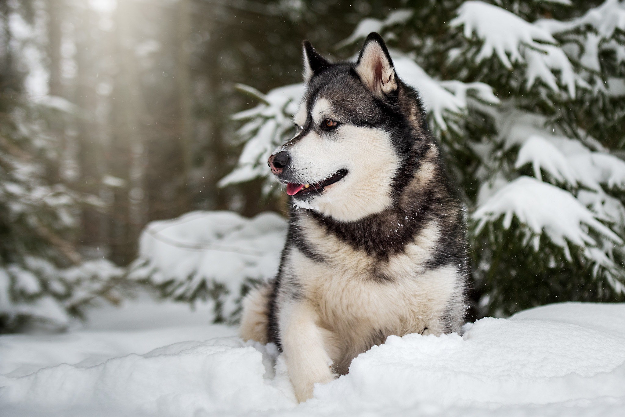 Free download wallpaper Dogs, Snow, Dog, Animal, Alaskan Malamute on your PC desktop