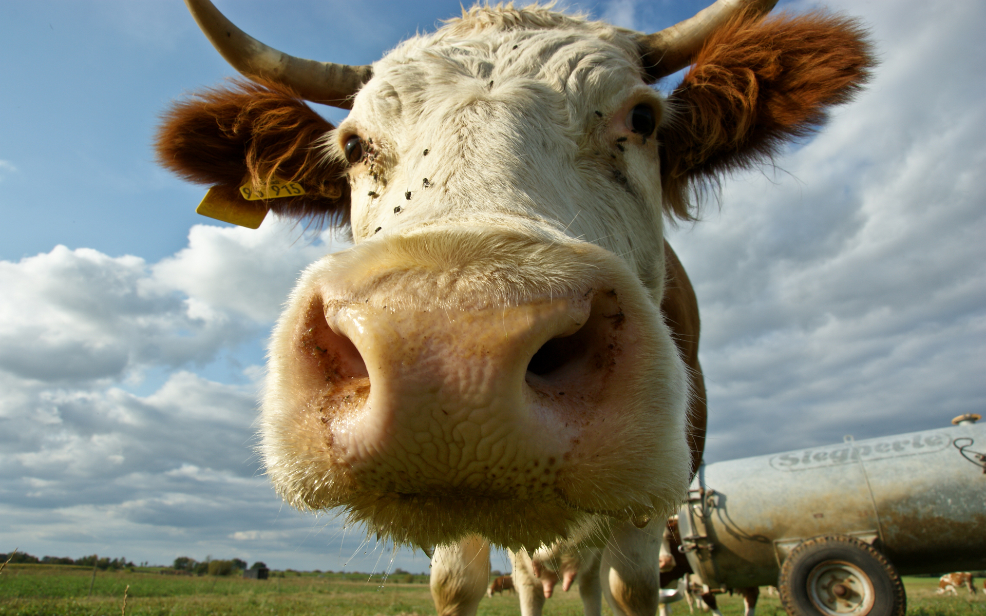 248240 baixar papel de parede vaca, animais - protetores de tela e imagens gratuitamente