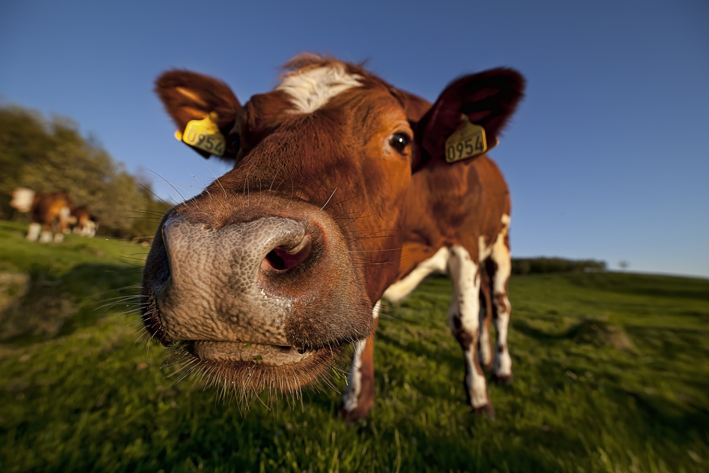 47864 descargar imagen vacas, animales: fondos de pantalla y protectores de pantalla gratis
