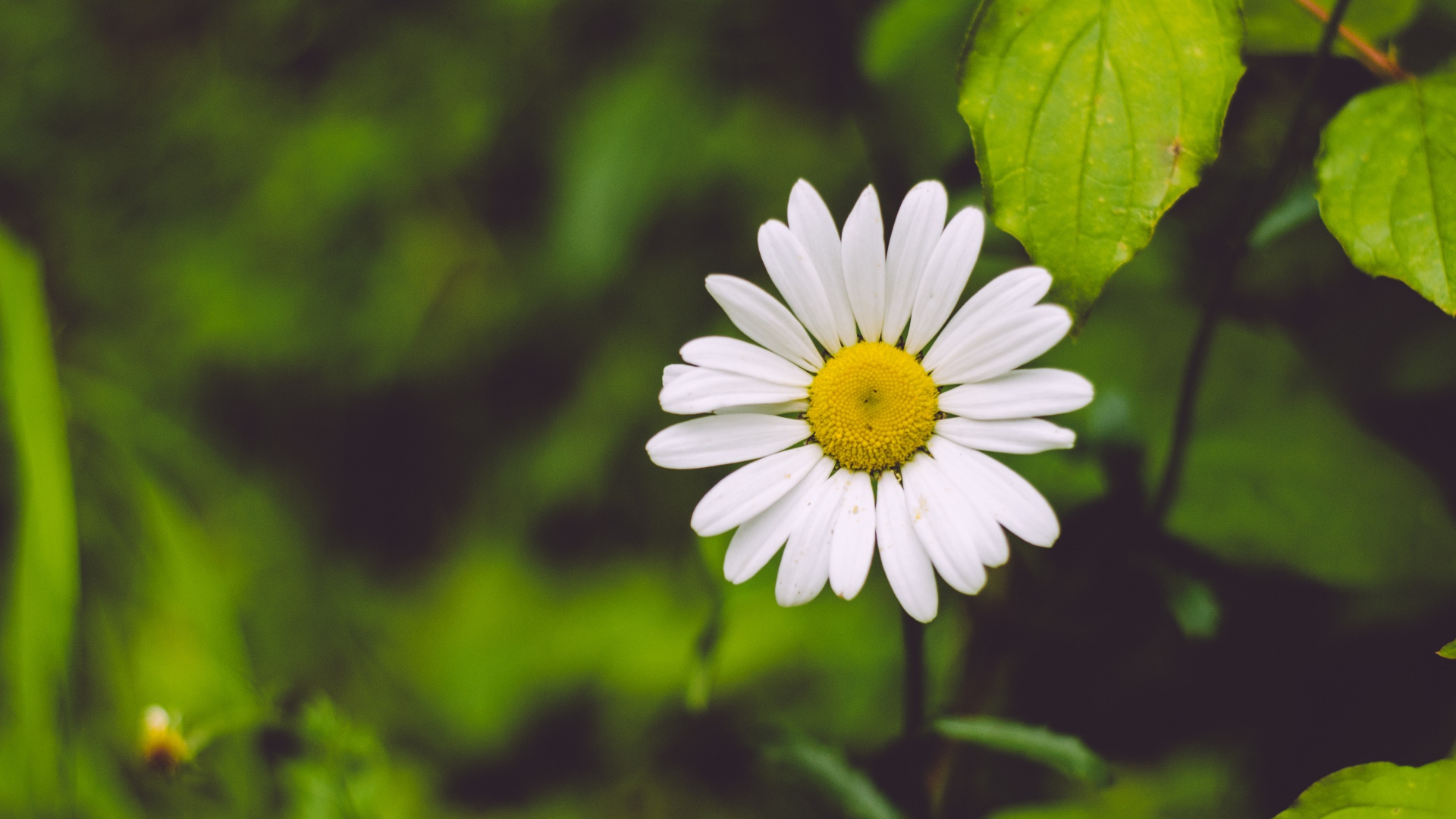 Download background flower, earth, chamomile