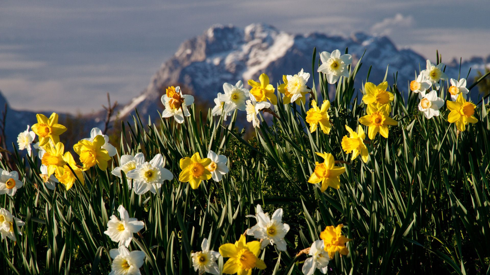 Download mobile wallpaper Narcissussi, Flowers, Plant, Nature for free.