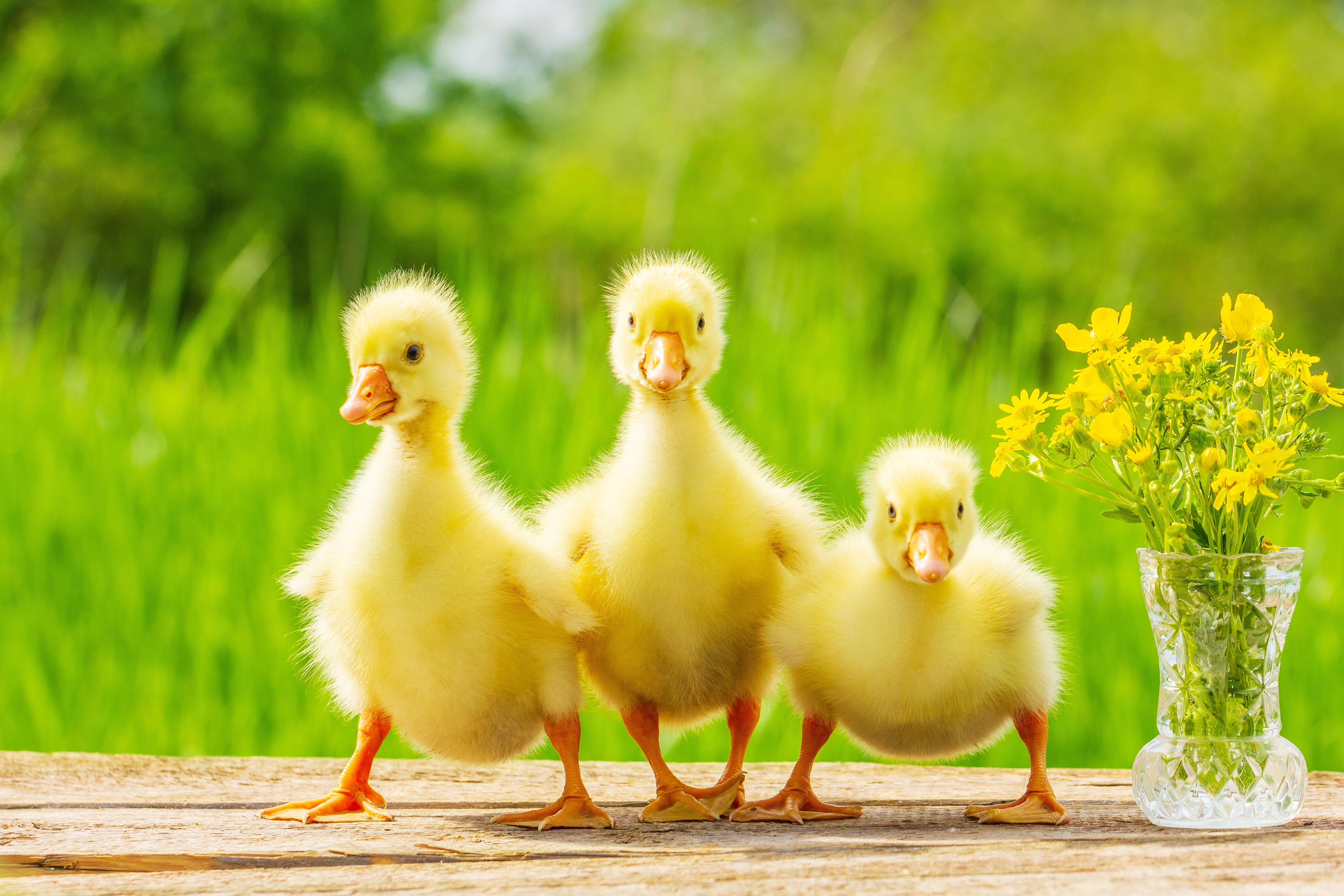 Laden Sie das Tiere, Vögel, Vogel, Gans, Tierbaby-Bild kostenlos auf Ihren PC-Desktop herunter