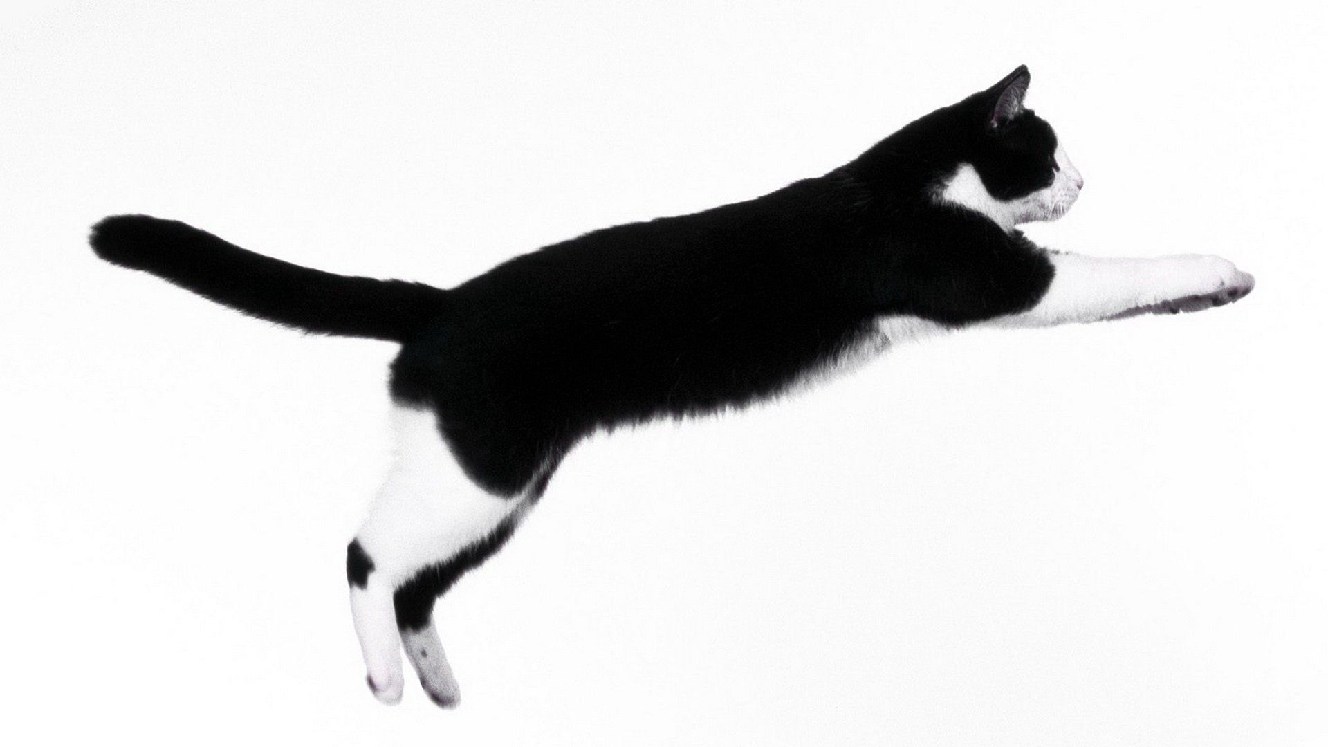 89935 скачать обои животные, кот, темный, прыжок, импровизация - заставки и картинки бесплатно