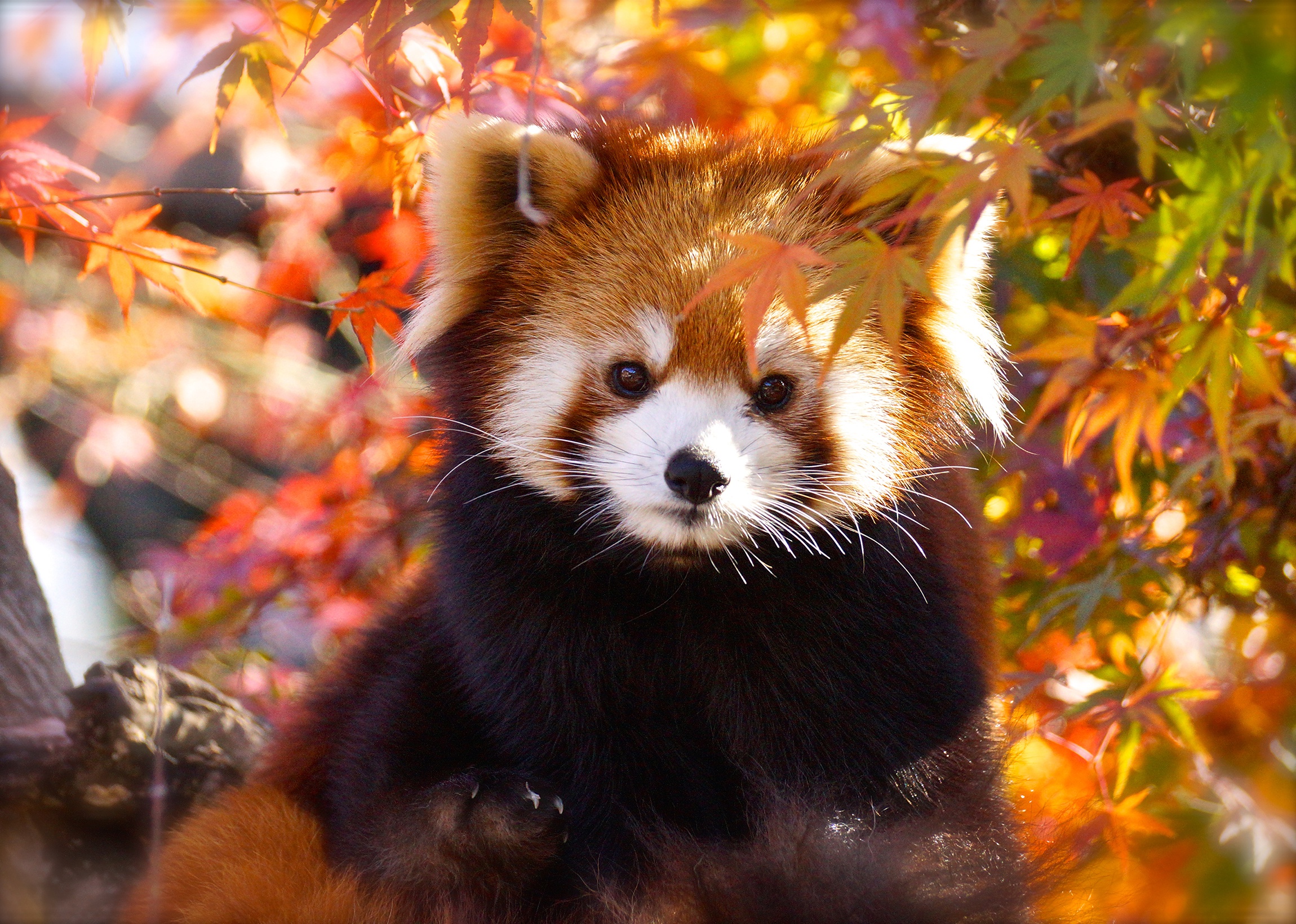 PCデスクトップに動物, 秋, レッサーパンダ画像を無料でダウンロード