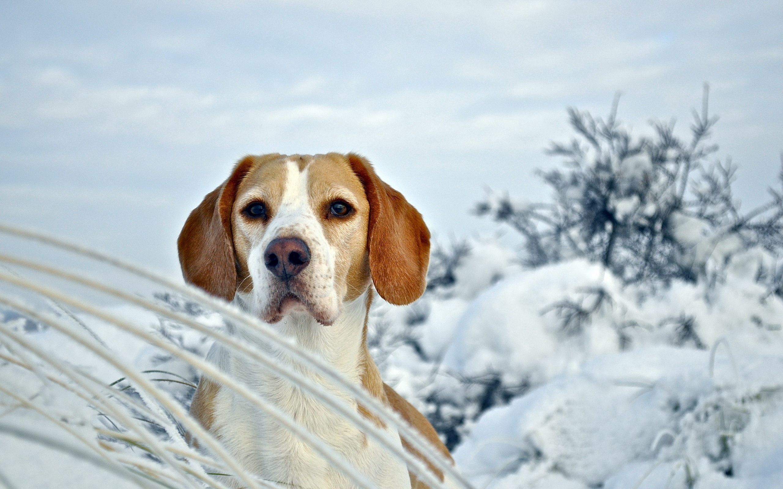 Free download wallpaper Beagle, Muzzle, Puppy, Winter, Snow, Animals, Dog on your PC desktop
