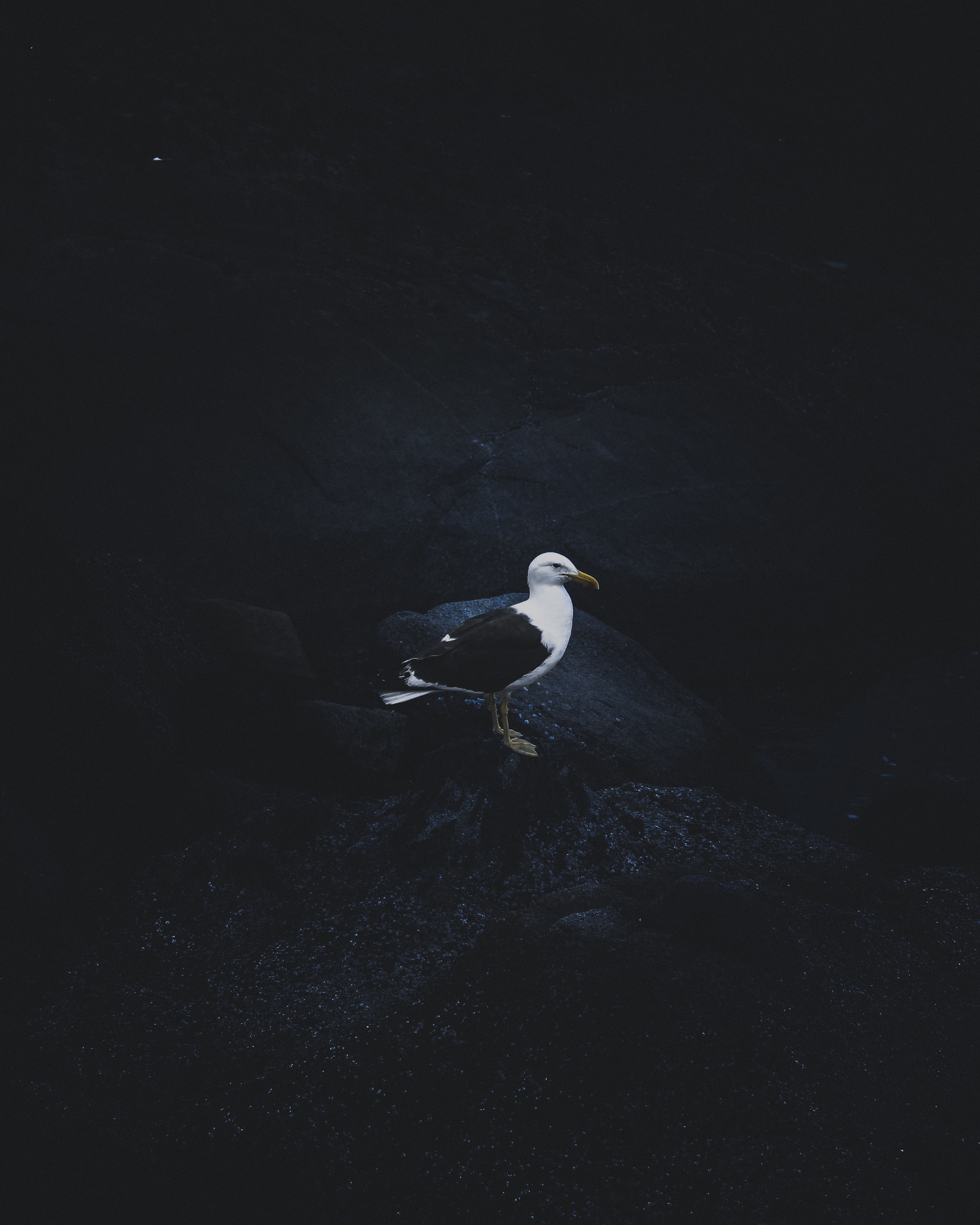 Free download wallpaper Gull, Animals, Bird, Dark Background, Seagull on your PC desktop