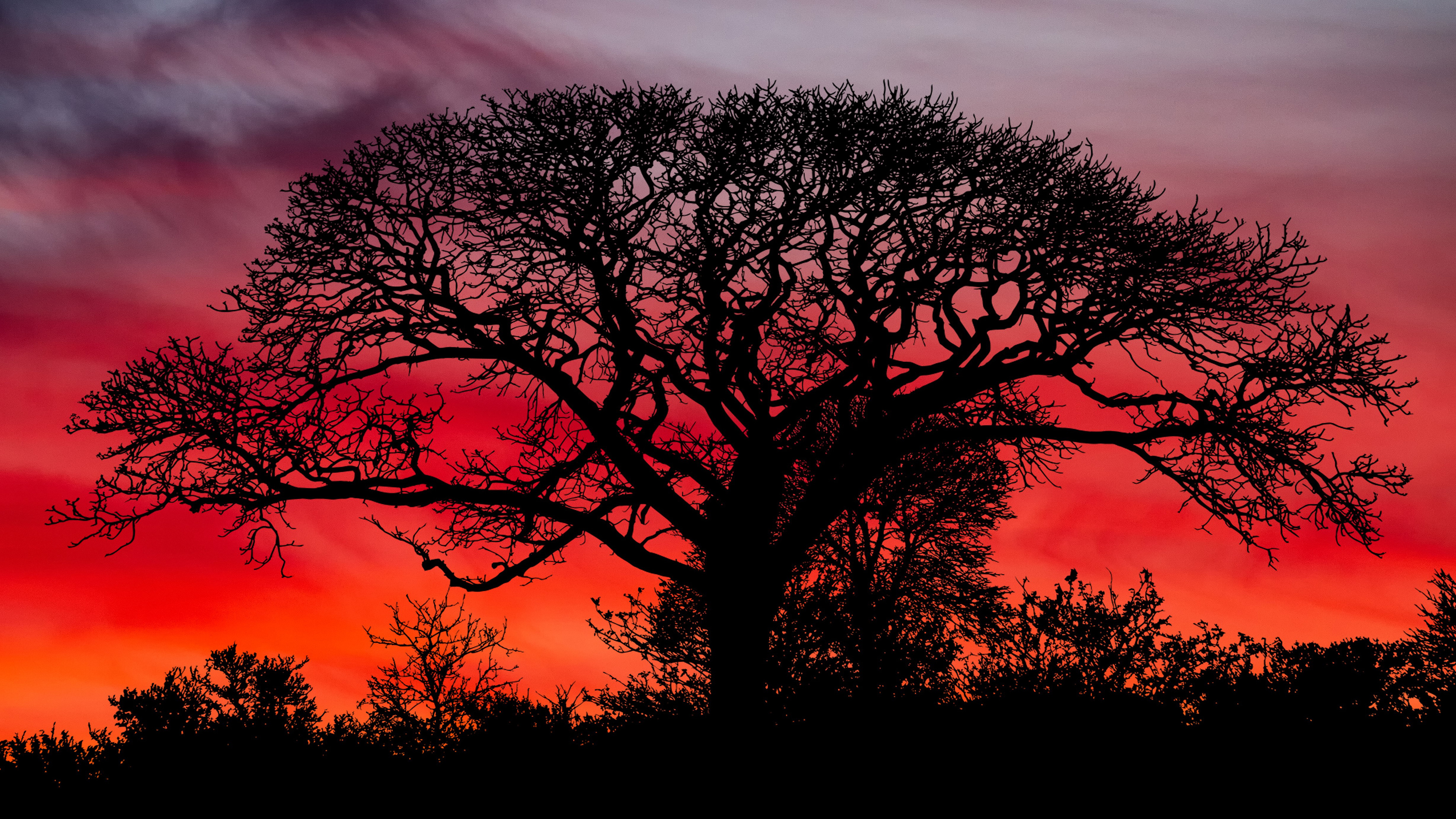 Download mobile wallpaper Trees, Sunset, Silhouette, Tree, Earth for free.
