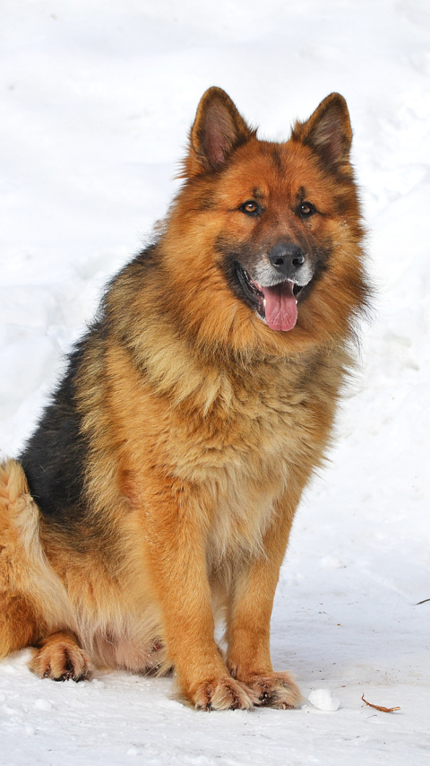 Handy-Wallpaper Tiere, Hunde, Hund, Schäferhund kostenlos herunterladen.