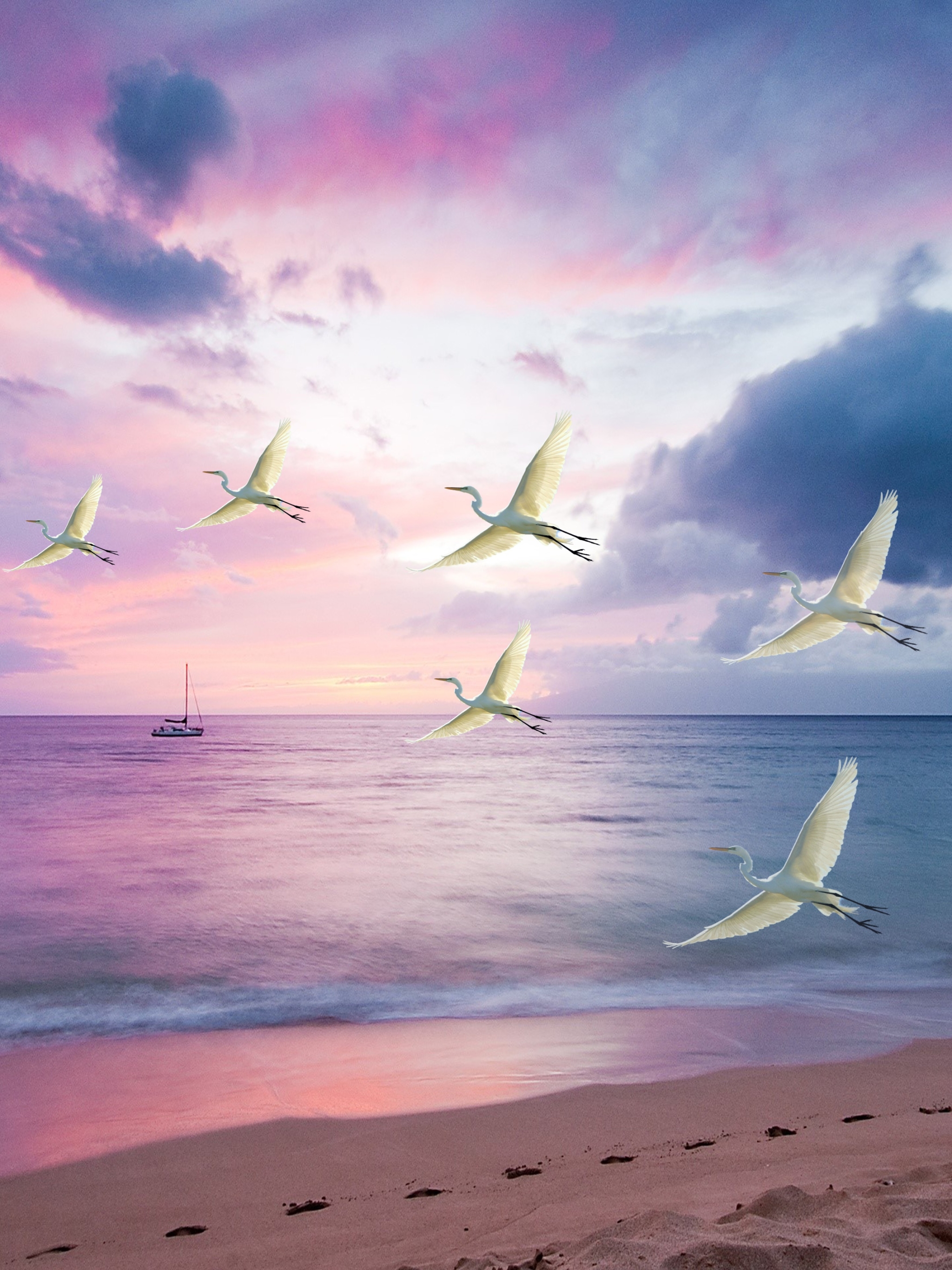 Free download wallpaper Birds, Sunset, Sea, Beach, Heron, Bird, Animal, Flying, Egret on your PC desktop
