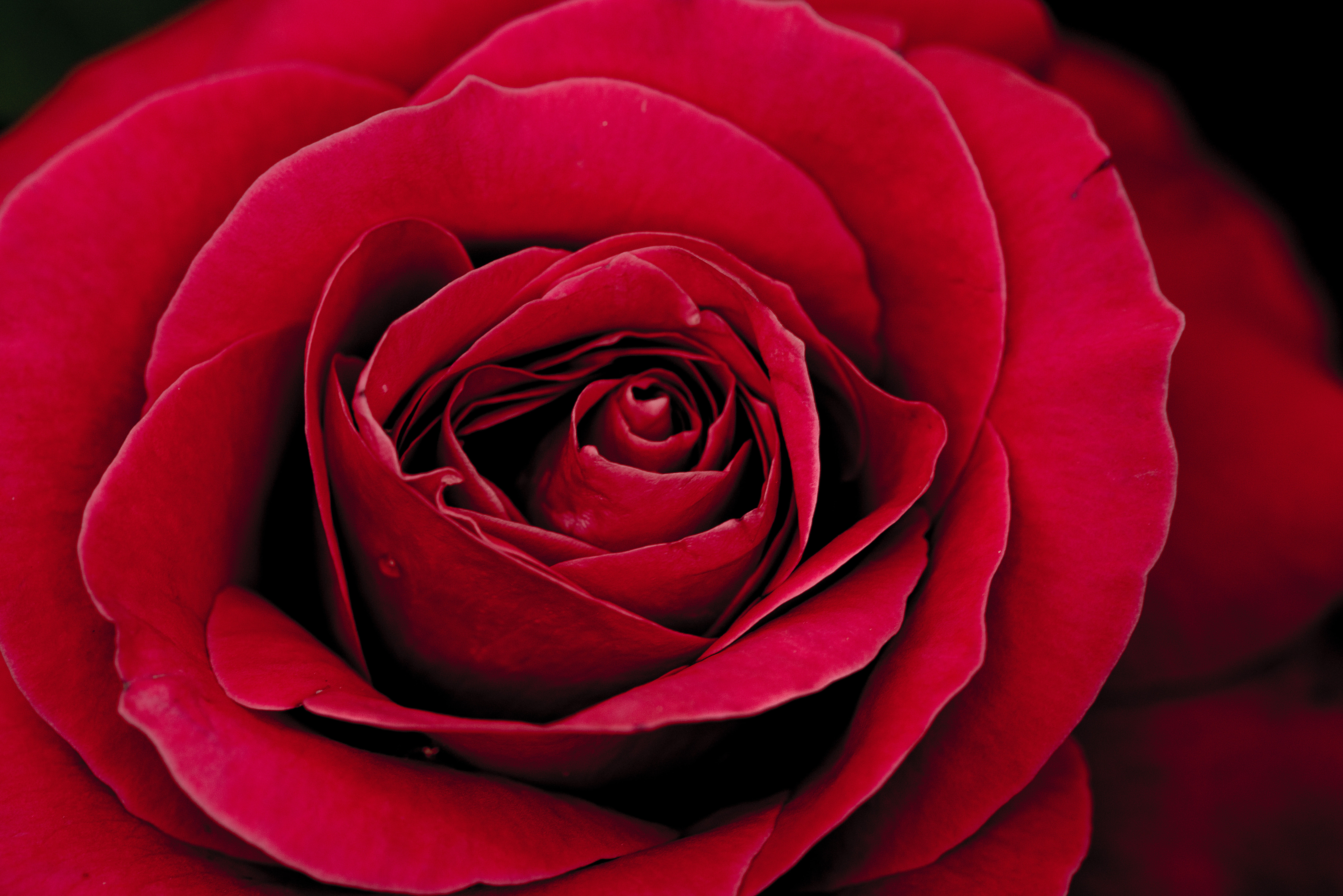 Free download wallpaper Bud, Rose Flower, Petals, Close Up, Flowers, Rose on your PC desktop