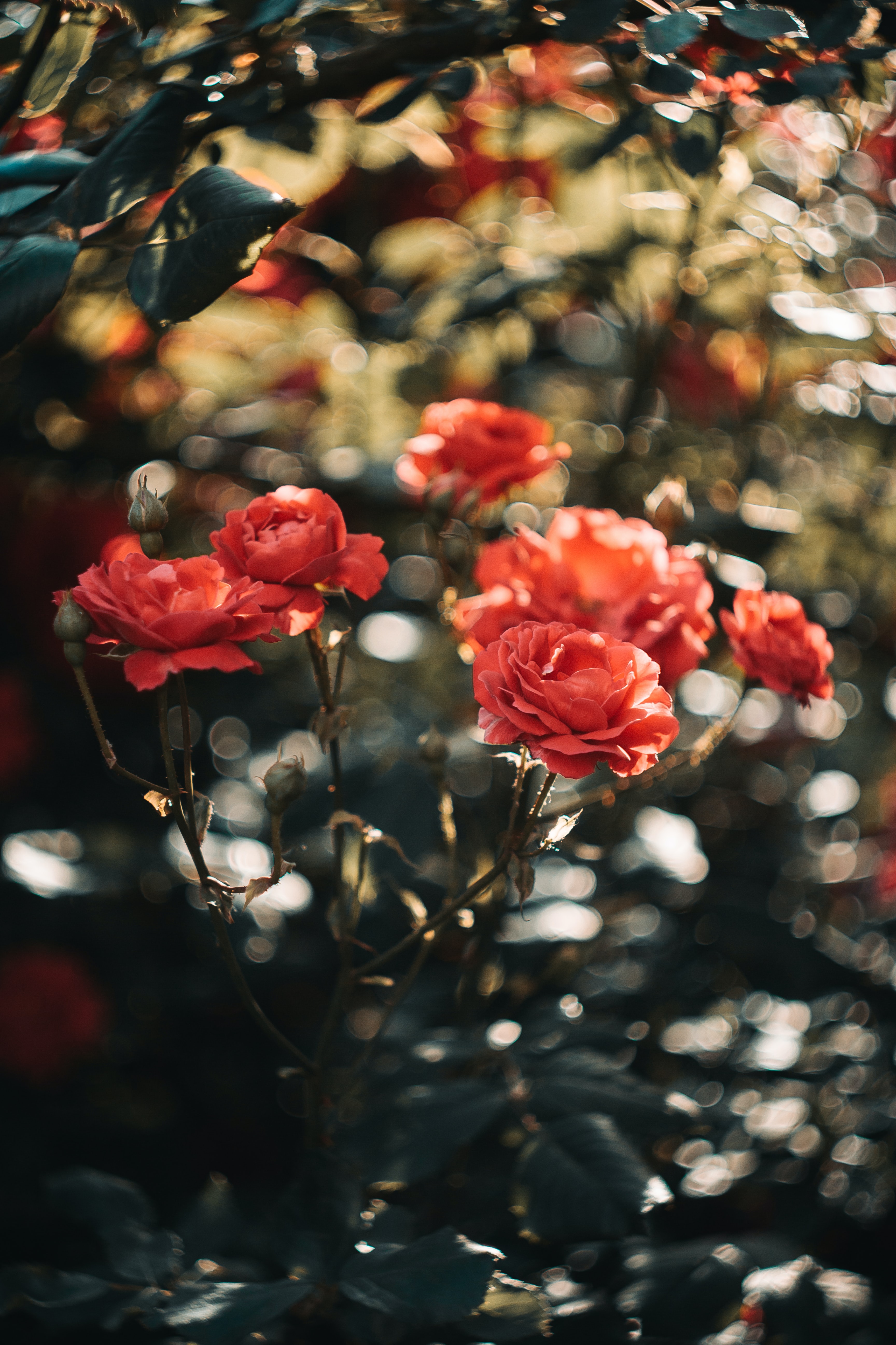 Скачать картинку Растение, Цветы, Розовый, Розы в телефон бесплатно.