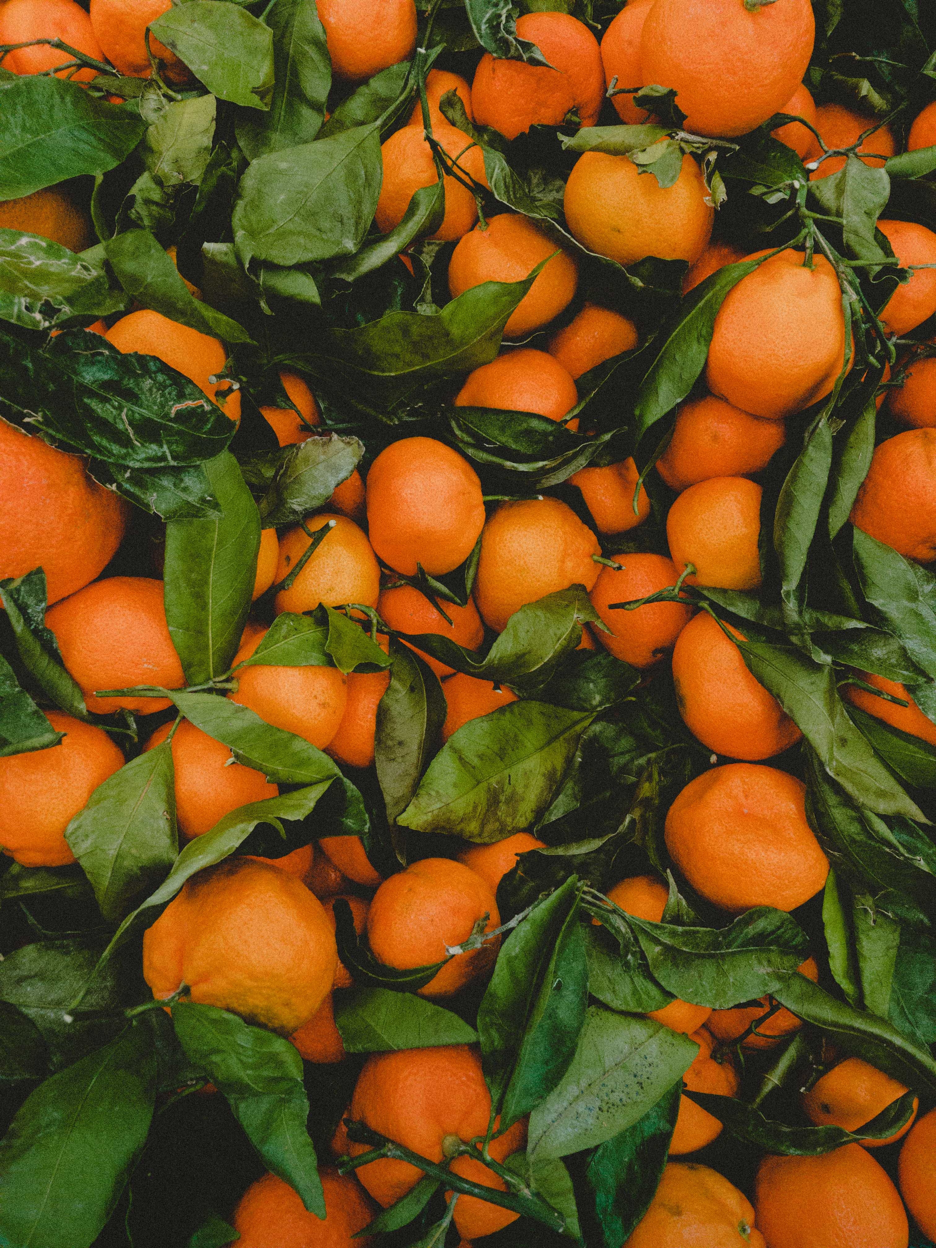 110857 télécharger l'image fruits, nourriture, feuilles, mandarines, agrumes, agrume - fonds d'écran et économiseurs d'écran gratuits